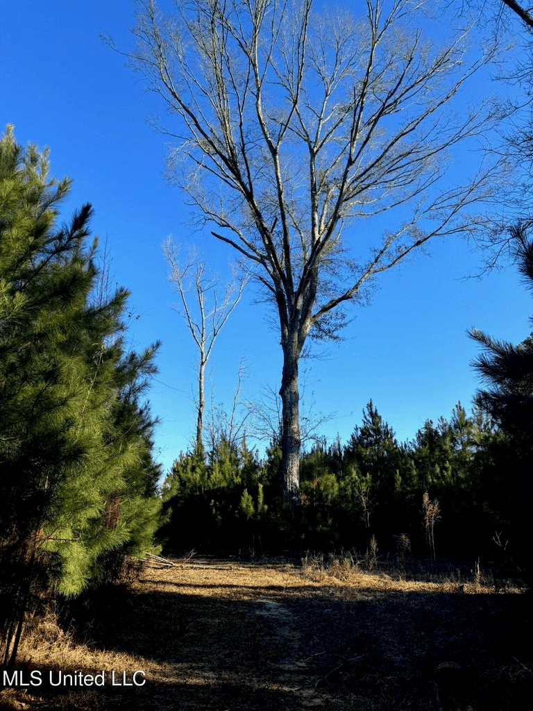 South MS Camp and Land Bordering the National Forest