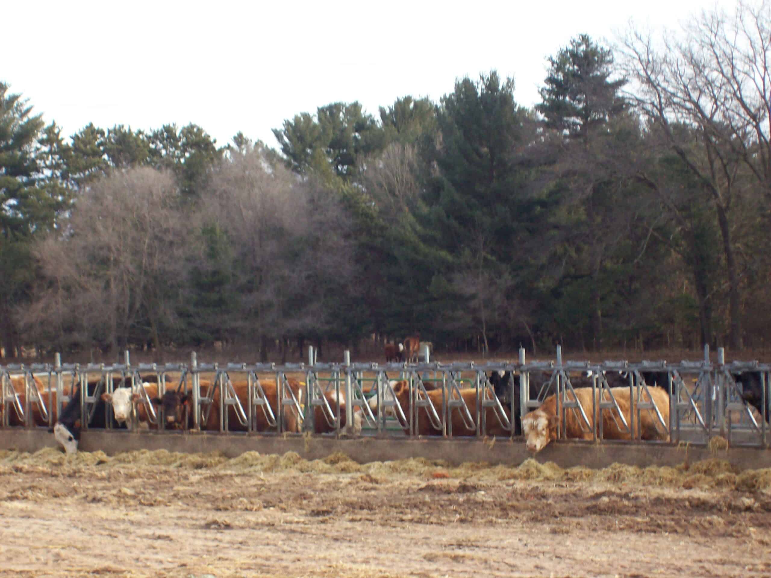 34 Acres – Prime Hunting & Hobby Farm Opportunity | Marquette County, WI