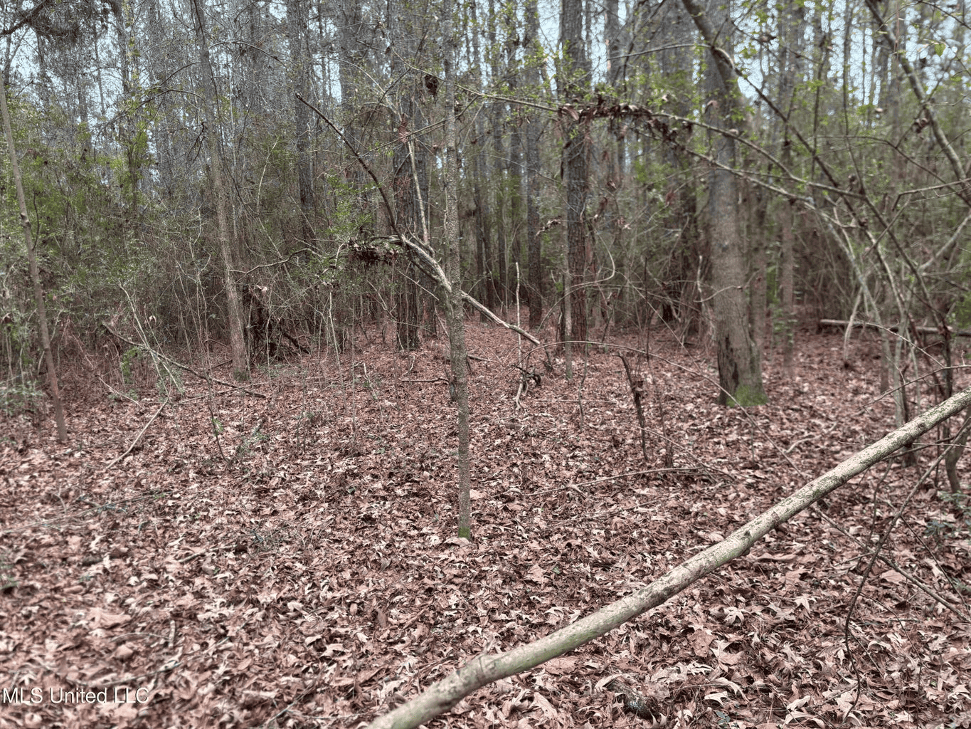 18 Acre Homesite in Magnolia, MS, Pike County