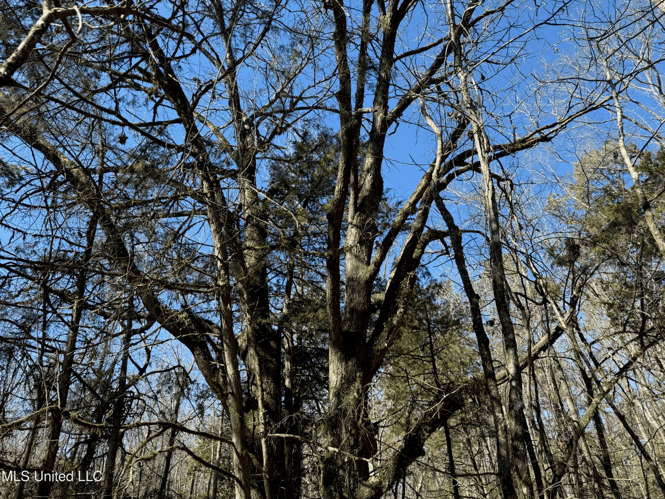 Hunting Land for Sale in Yalobusha County, MS