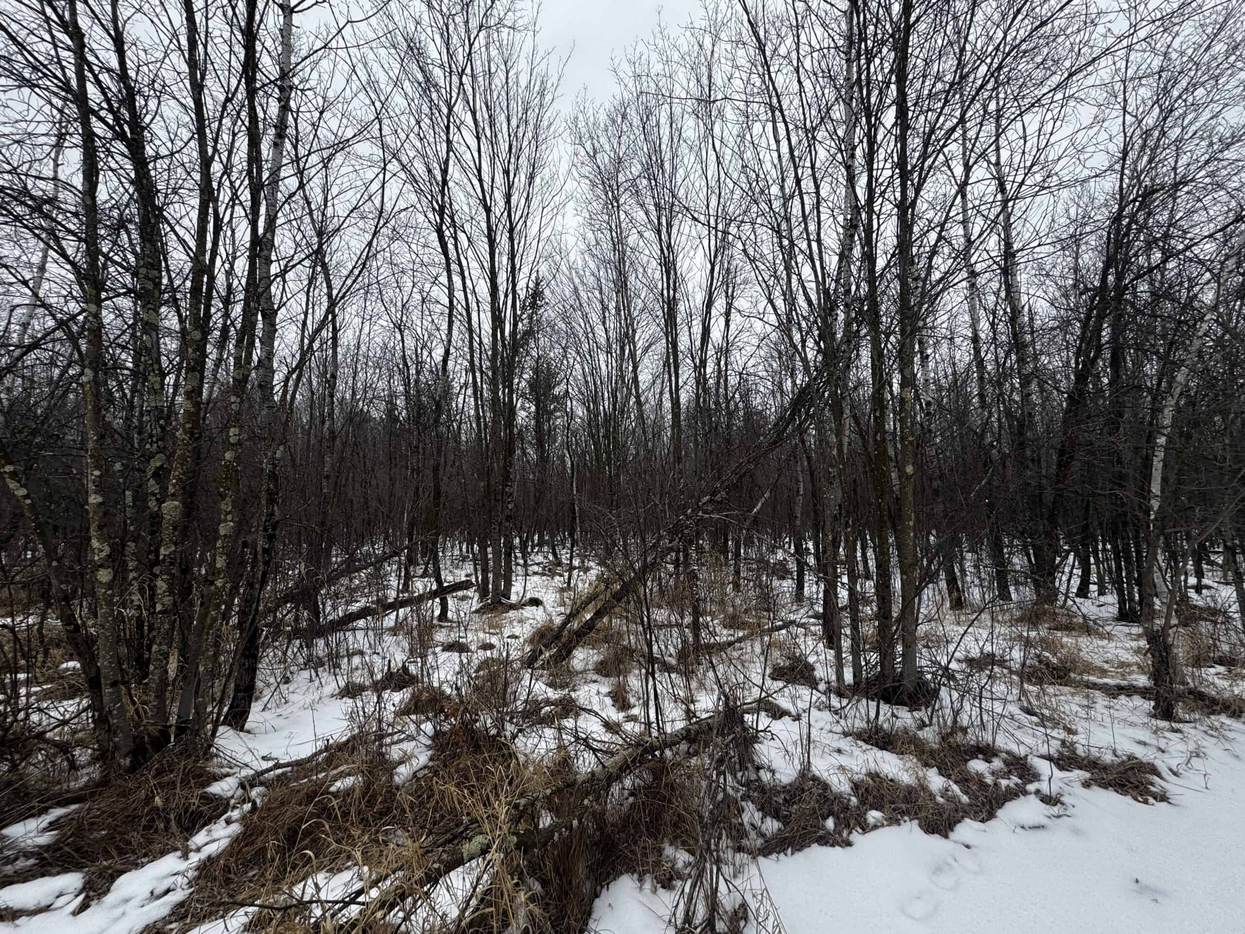 81.54± Acre Parcel in the Town of Clearfield, Juneau County