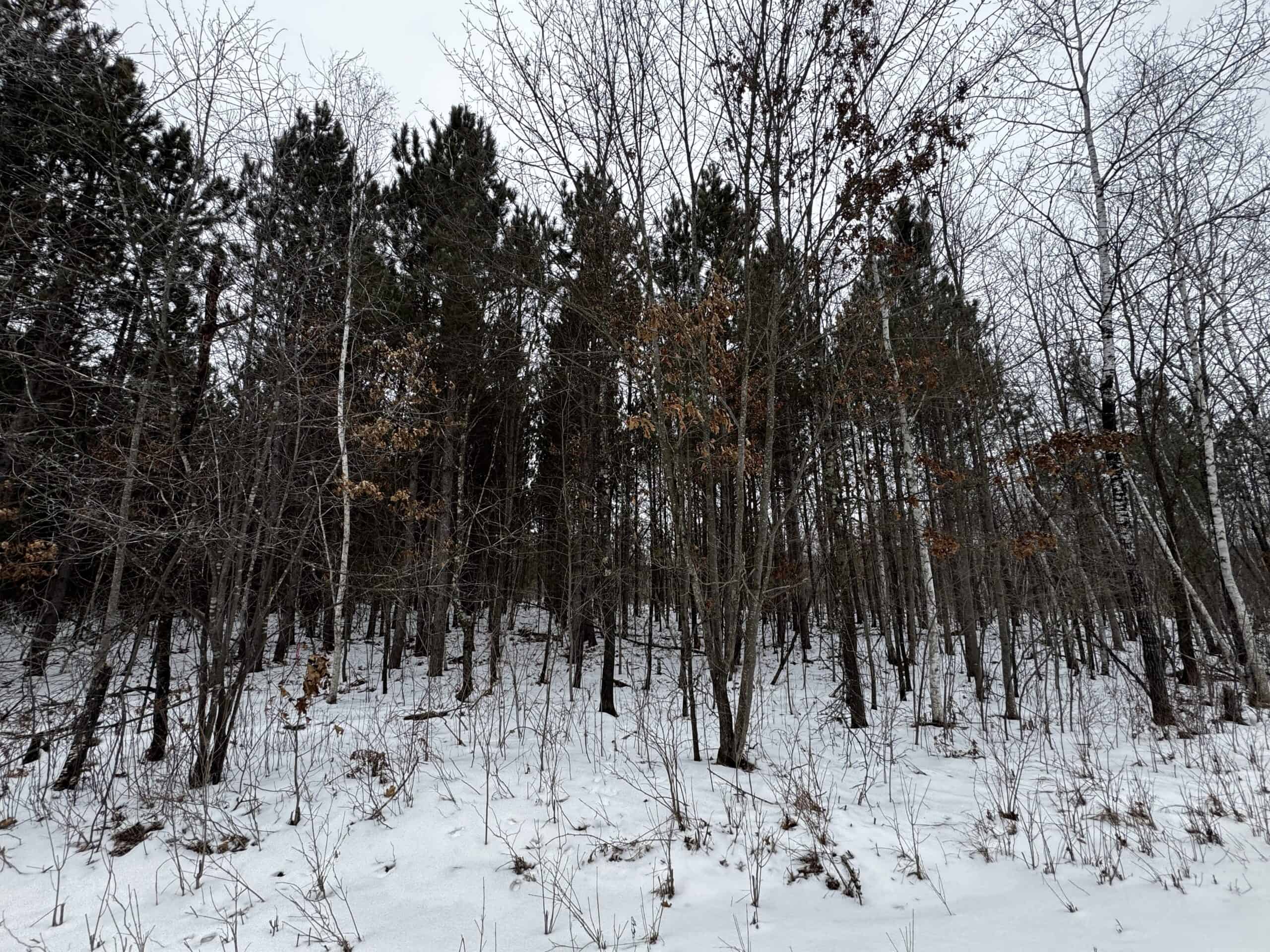 120± Acre Property in the Town of Clearfield, Juneau County