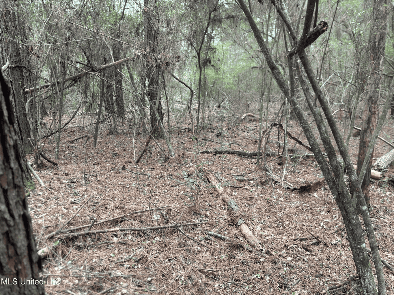 18 Acre Homesite in Magnolia, MS, Pike County