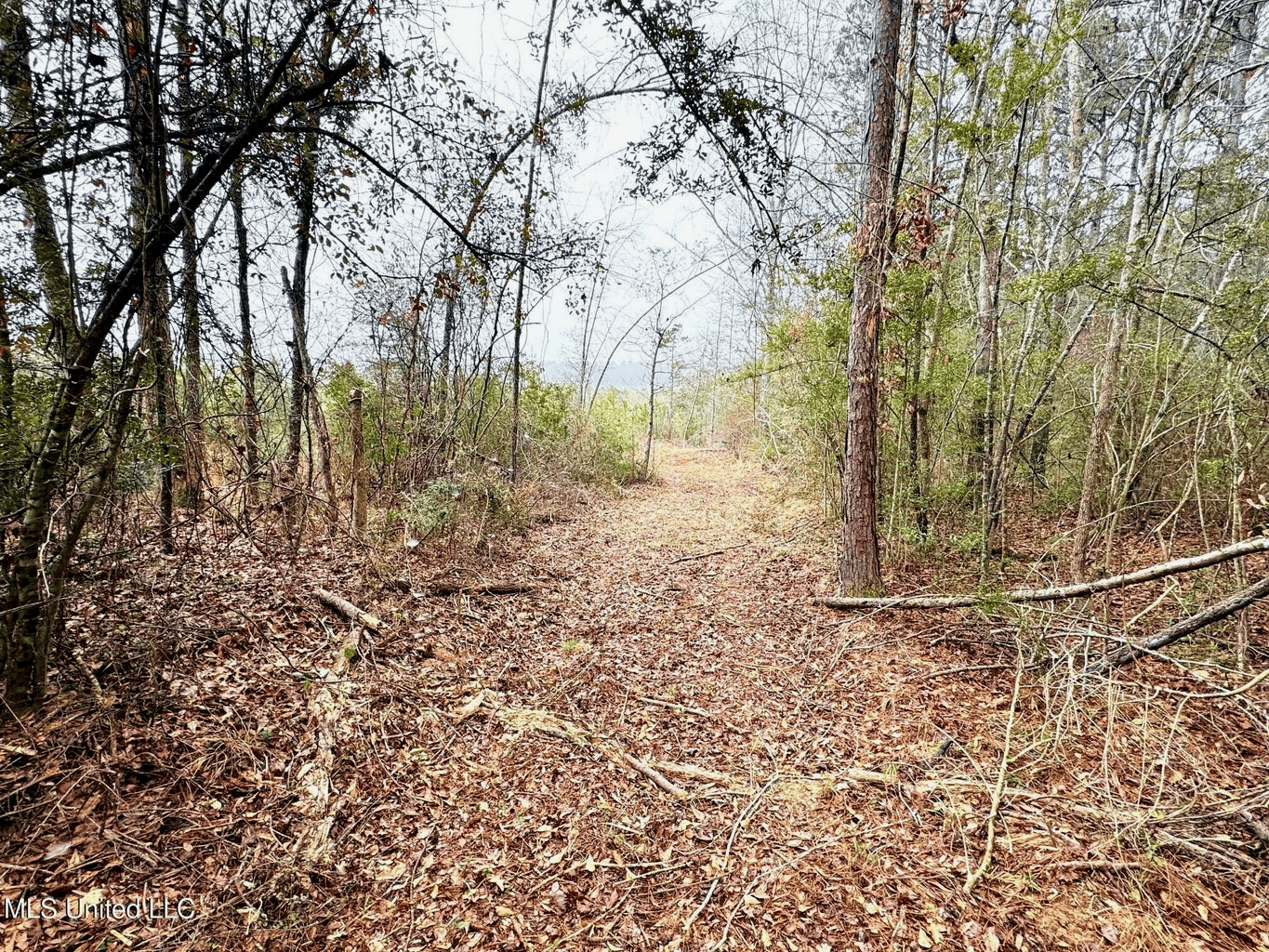 Hunting & Homesite Land Near Tylertown, MS