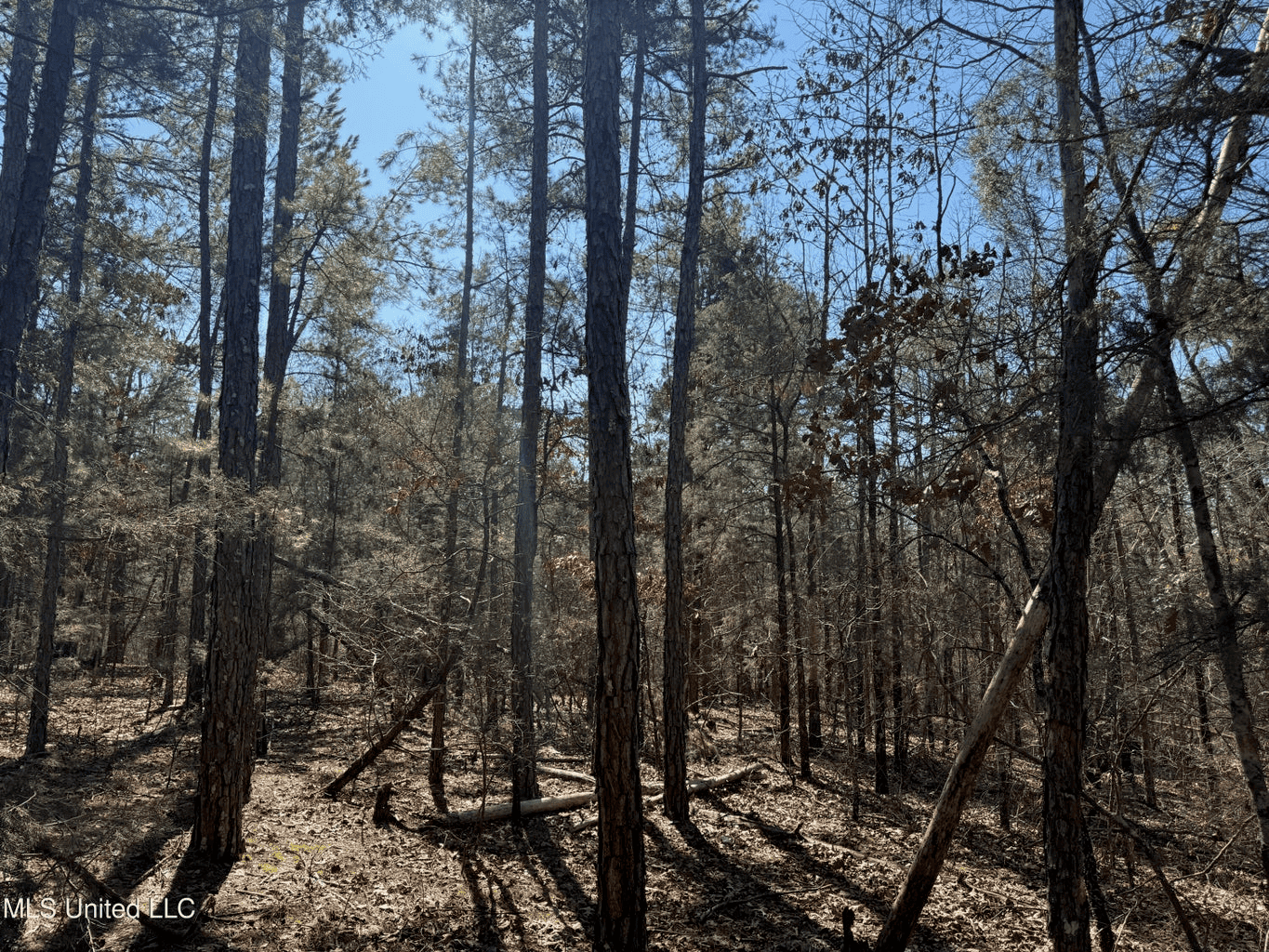 Hunting Land for Sale in Yalobusha County, MS