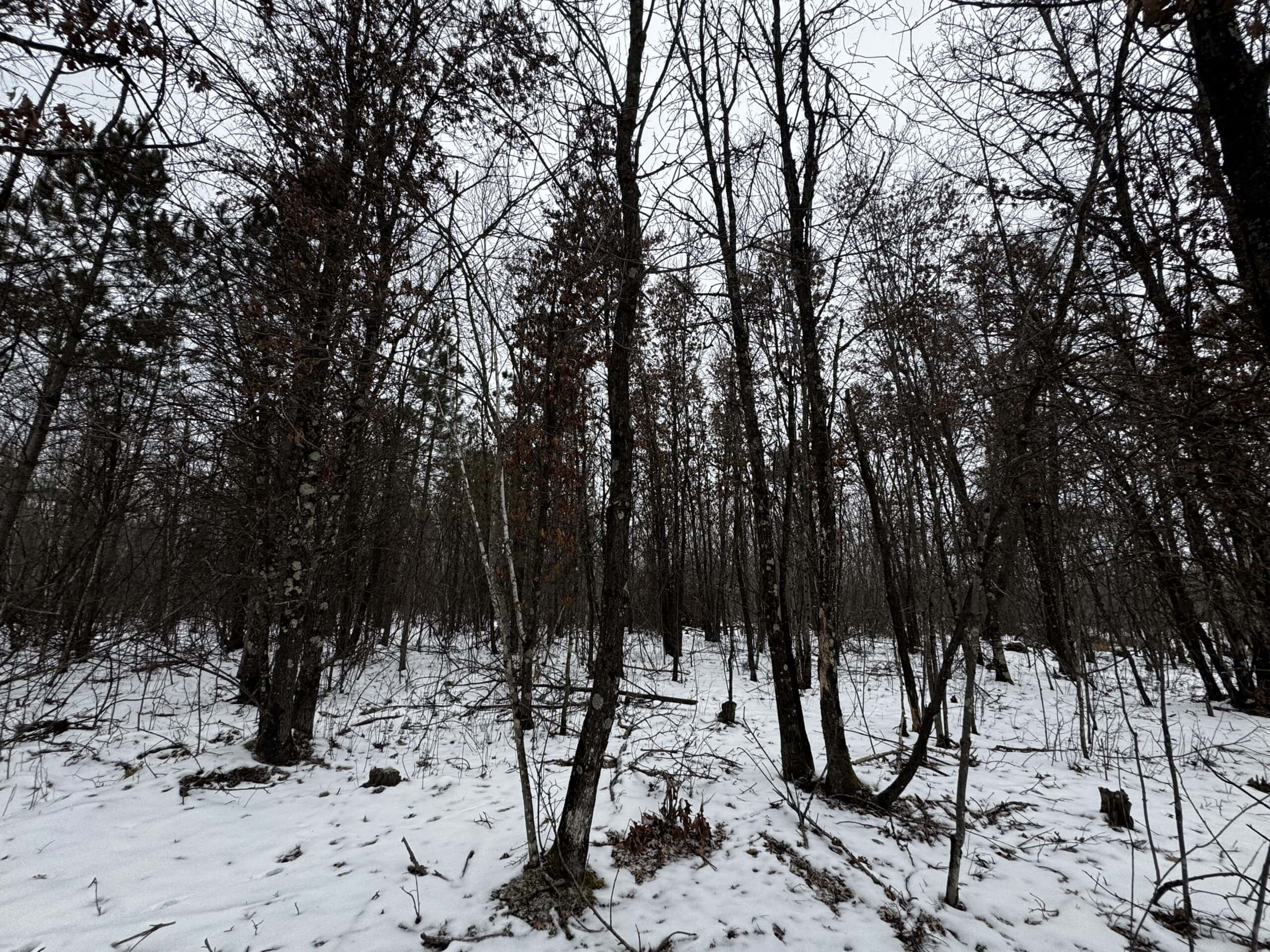 81.54± Acre Parcel in the Town of Clearfield, Juneau County