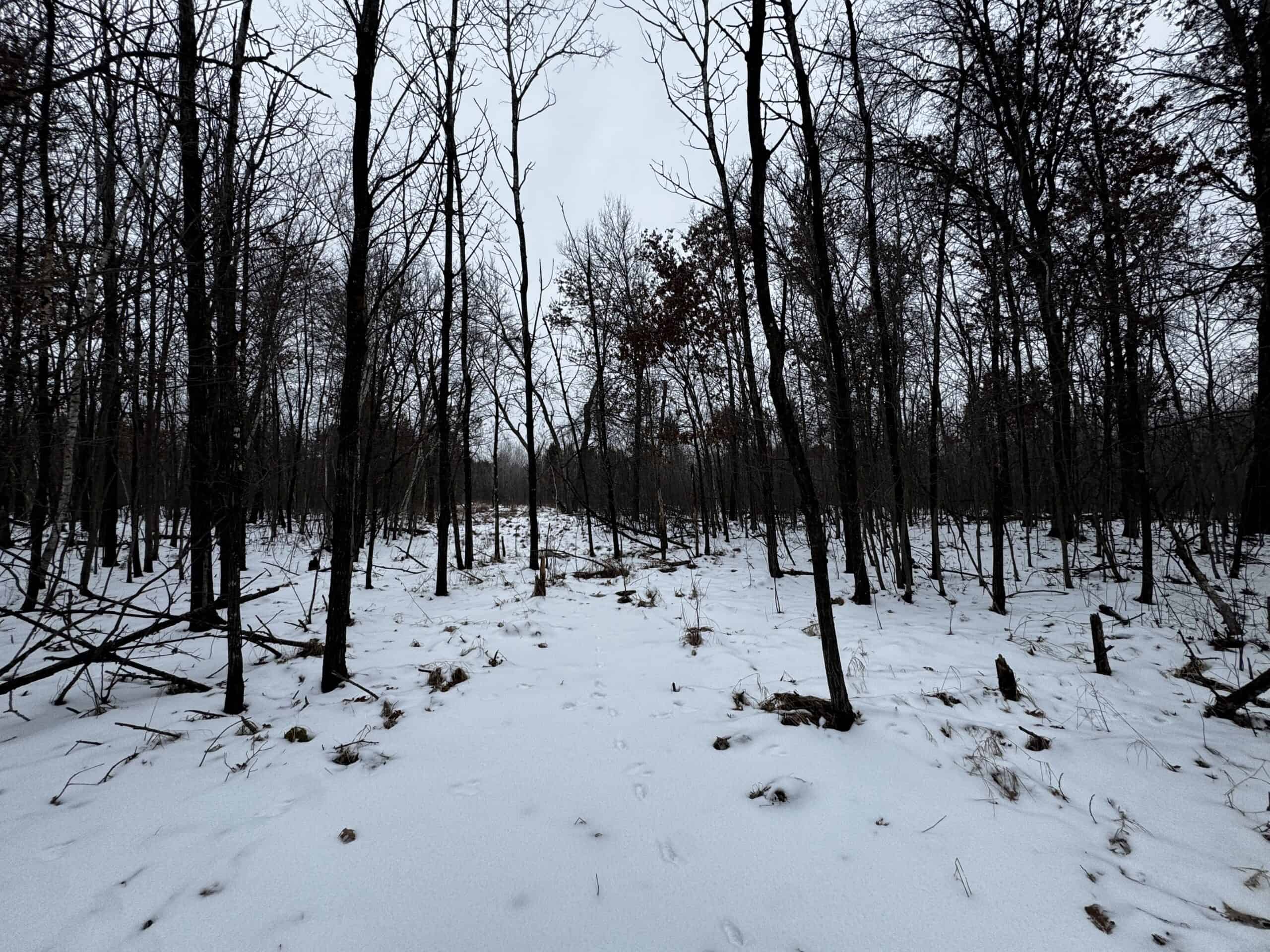 120± Acre Property in the Town of Clearfield, Juneau County