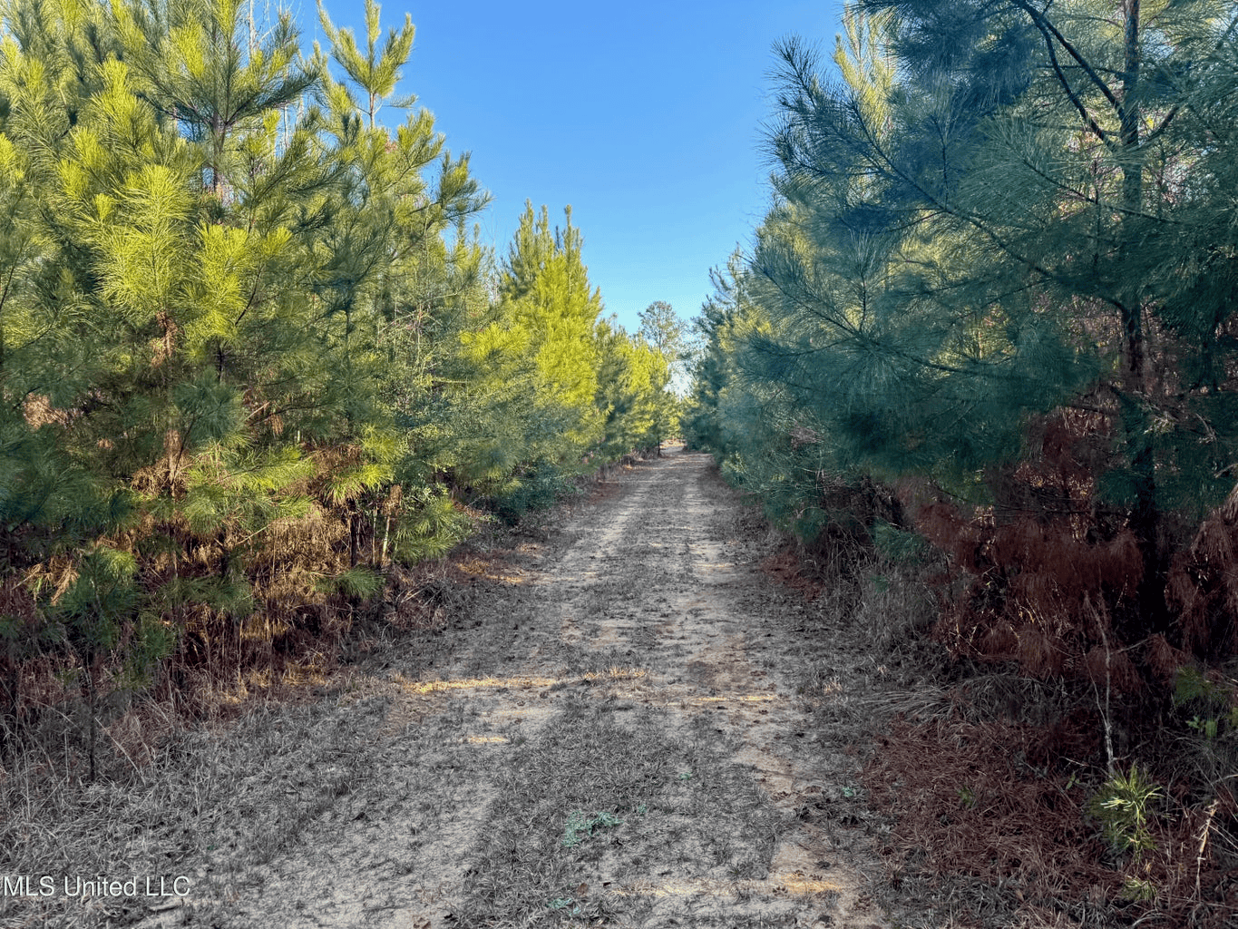 South MS Camp and Land Bordering the National Forest