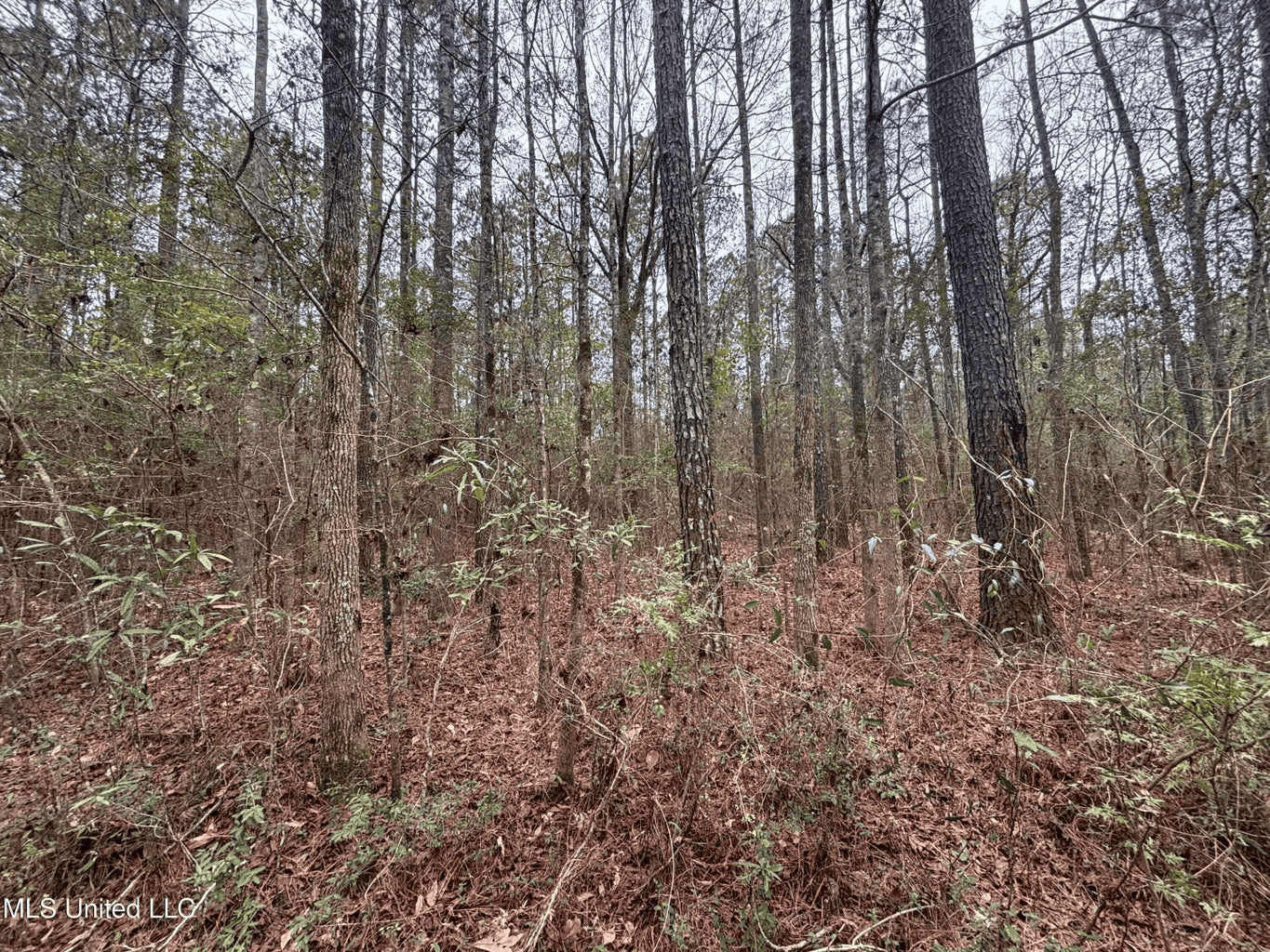 18 Acre Homesite in Magnolia, MS, Pike County