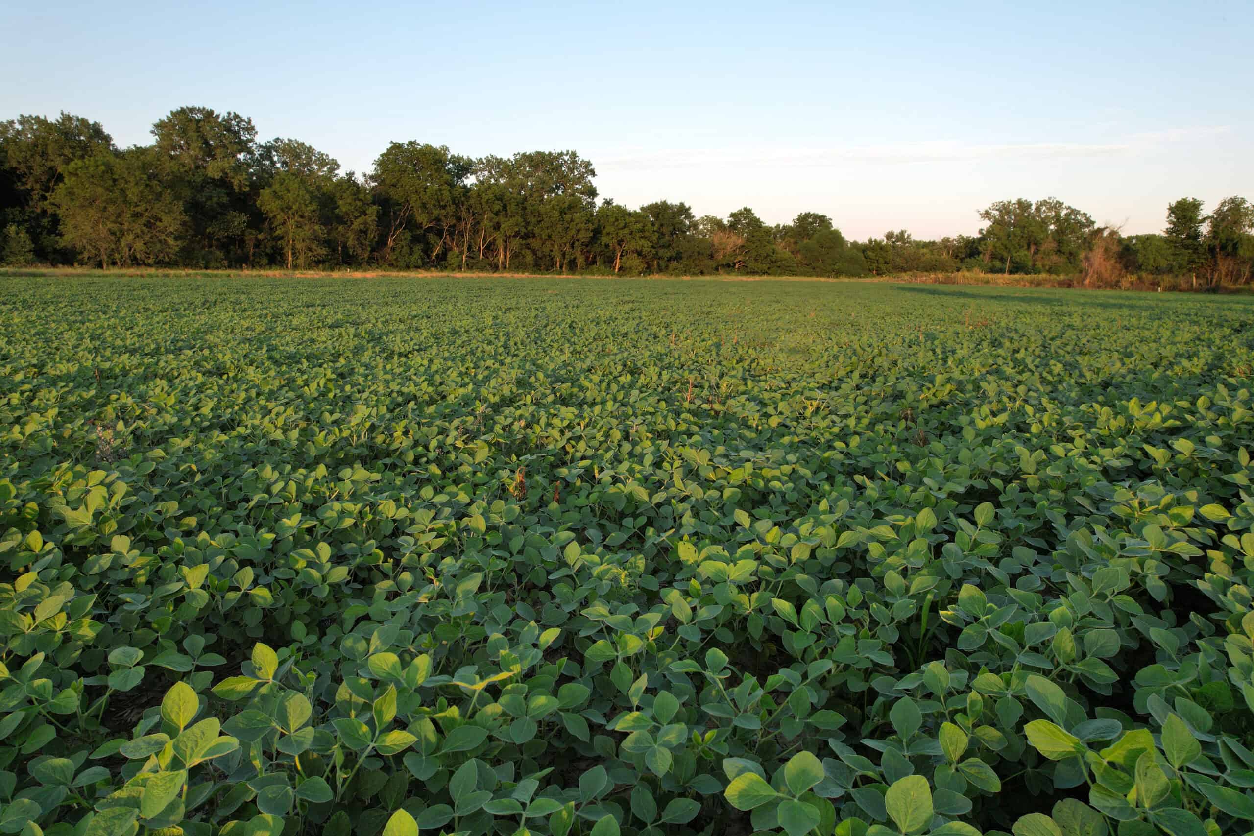 Southern Iowa Combination Hunting Tract