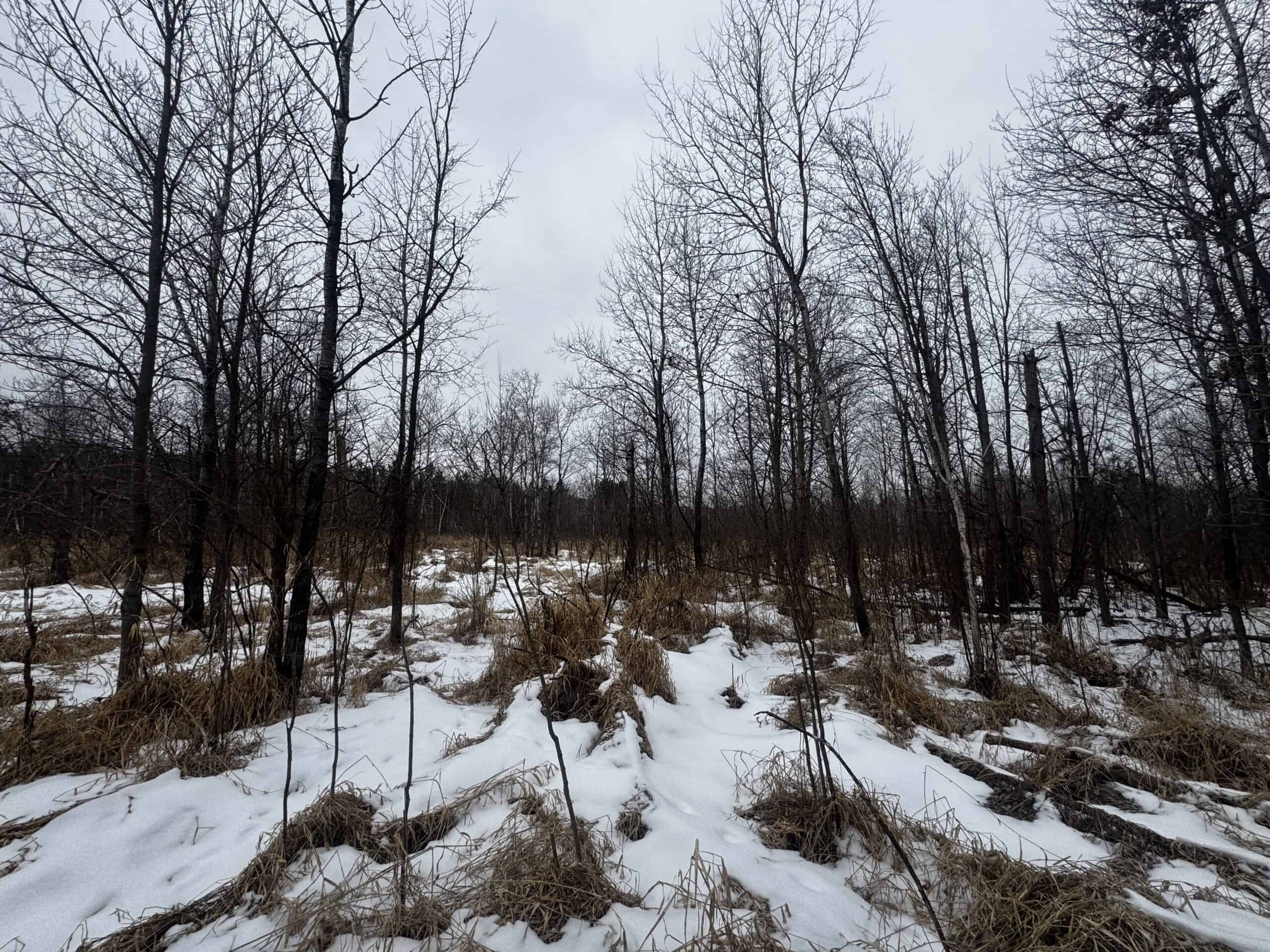 81.64± Acre Parcel in the Town of Clearfield, Juneau County