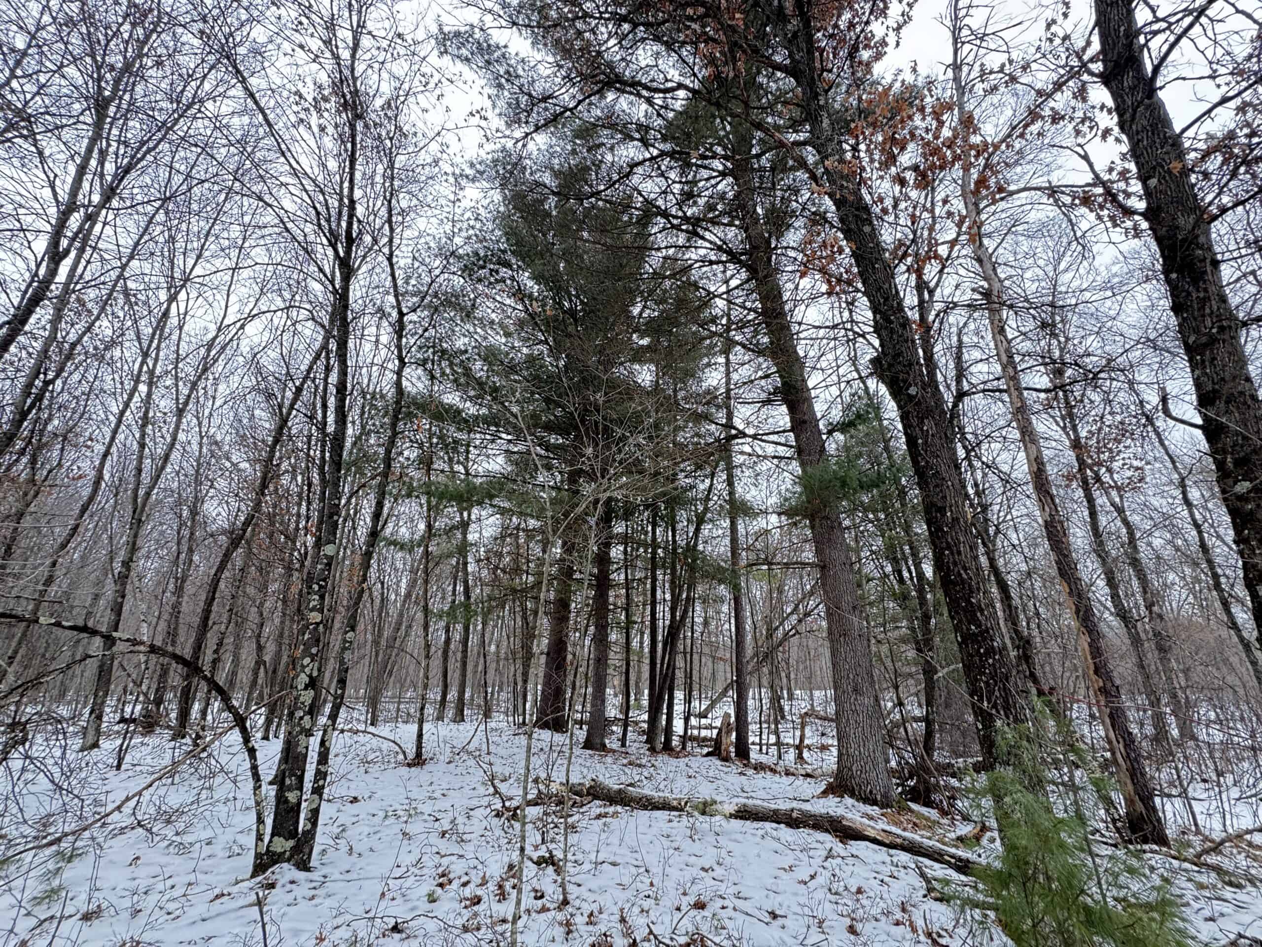 120± Acre Property in the Town of Clearfield, Juneau County