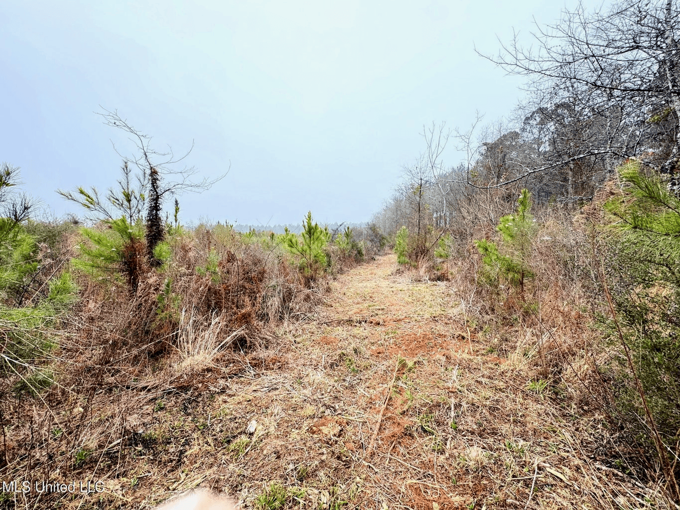 Hunting & Homesite Land Near Tylertown, MS
