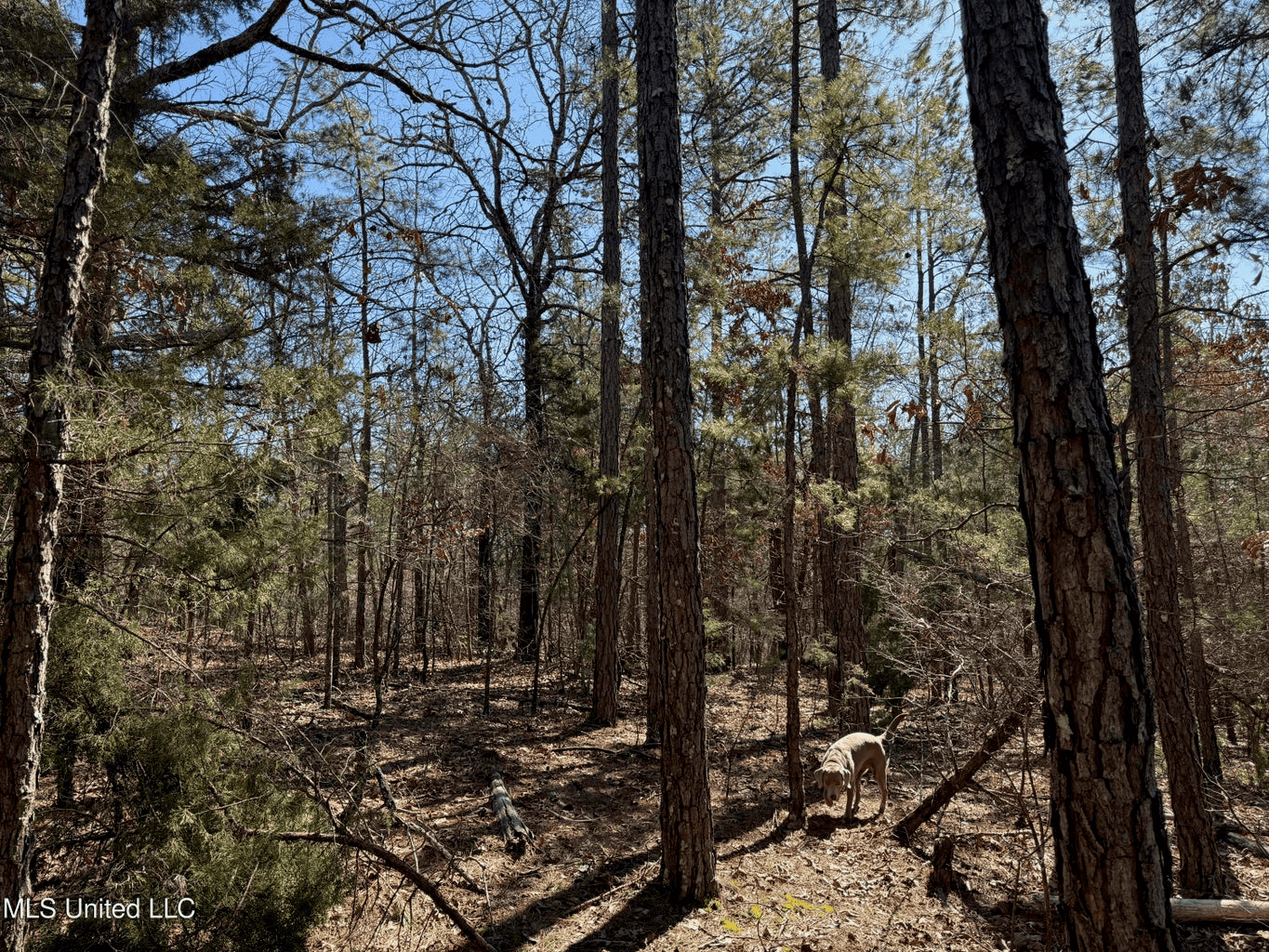 Hunting Land for Sale in Yalobusha County, MS
