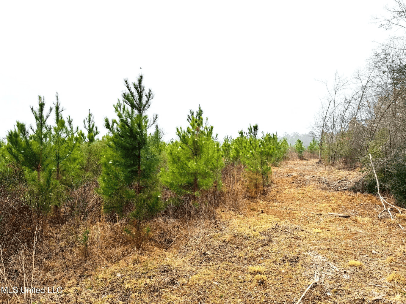 Hunting & Homesite Land Near Tylertown, MS
