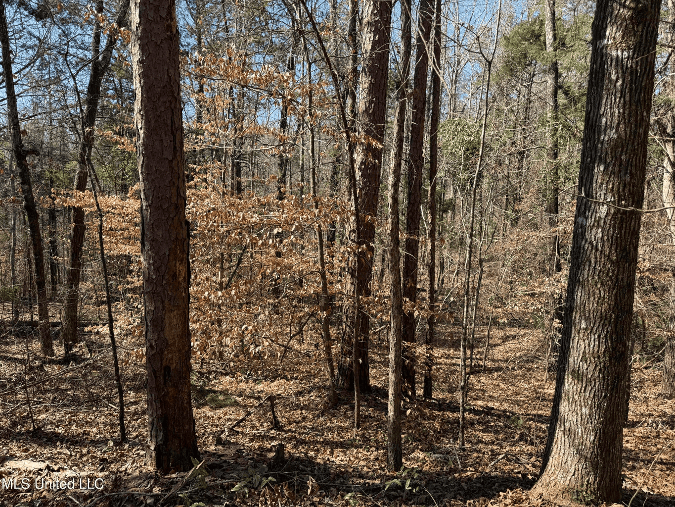 Hunting Land for Sale in Yalobusha County, MS