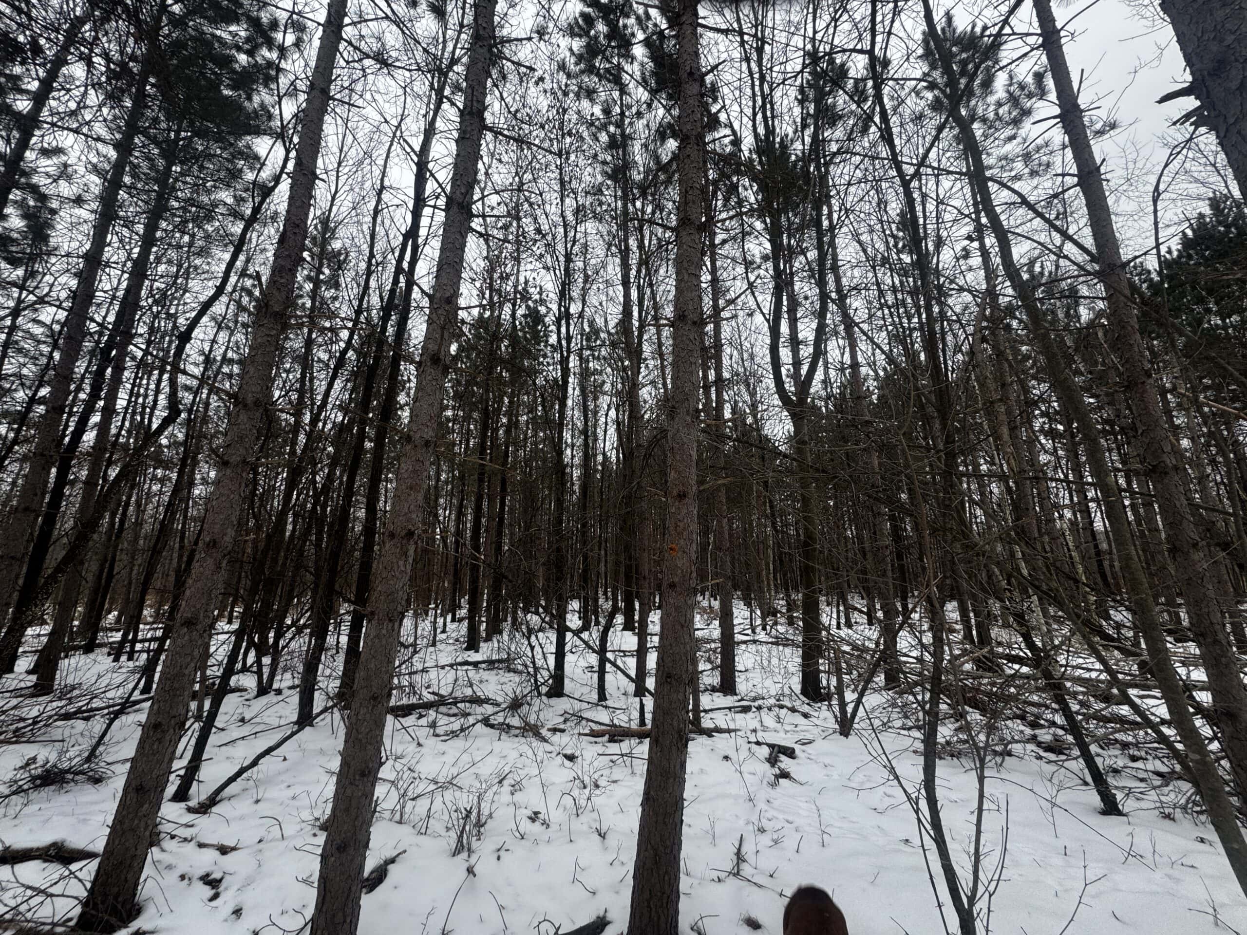 81.64± Acre Parcel in the Town of Clearfield, Juneau County
