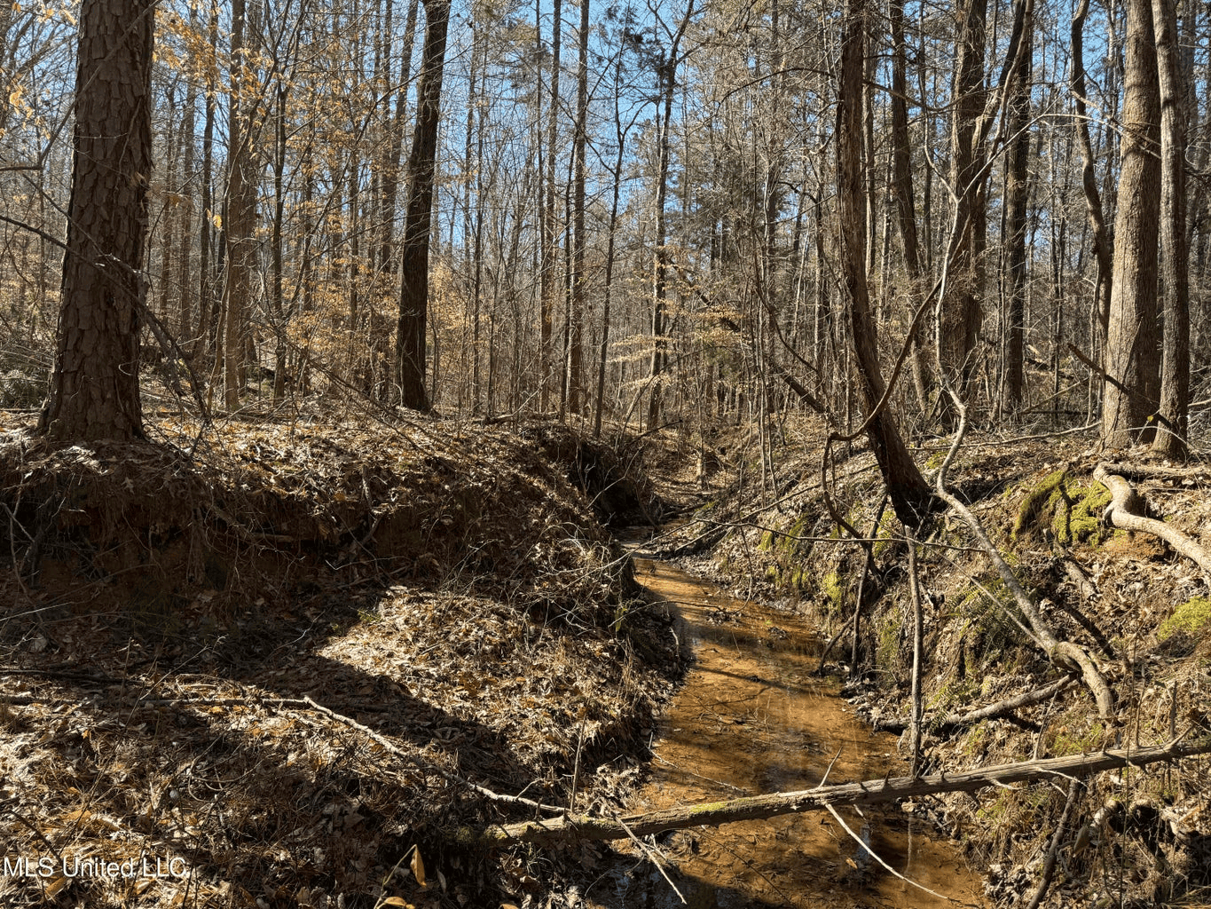 Hunting Land for Sale in Yalobusha County, MS