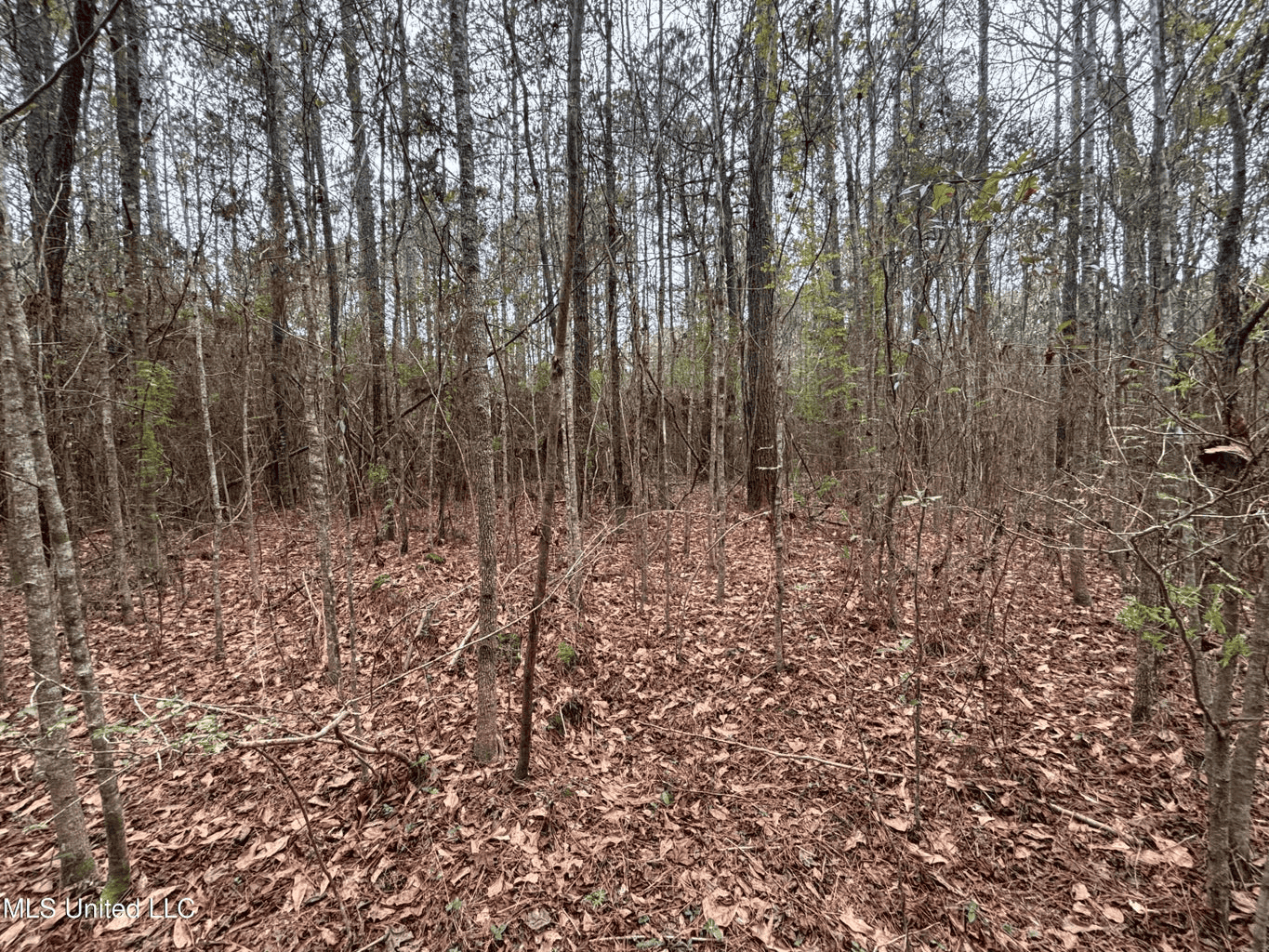 18 Acre Homesite in Magnolia, MS, Pike County
