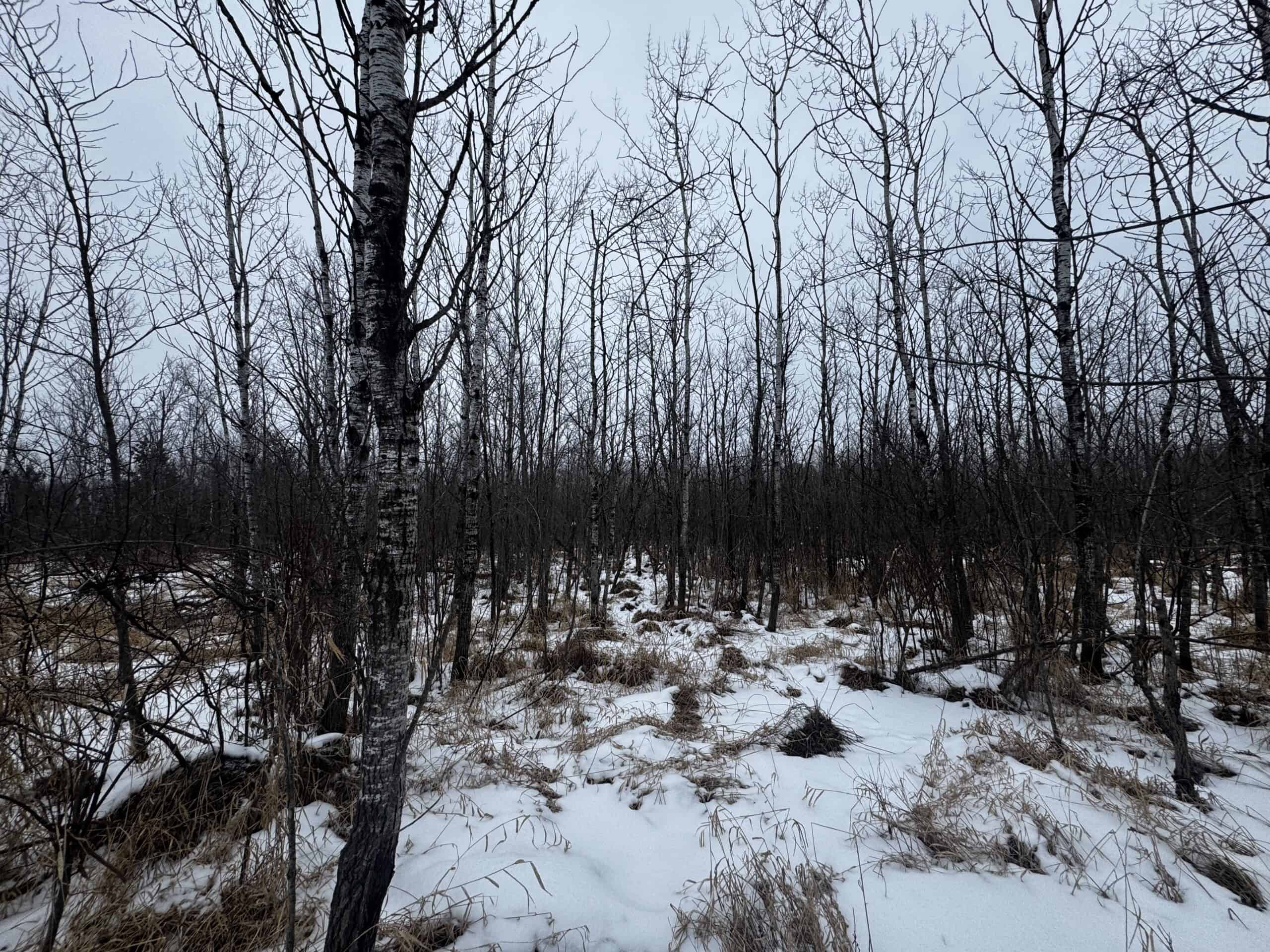 81.64± Acre Parcel in the Town of Clearfield, Juneau County