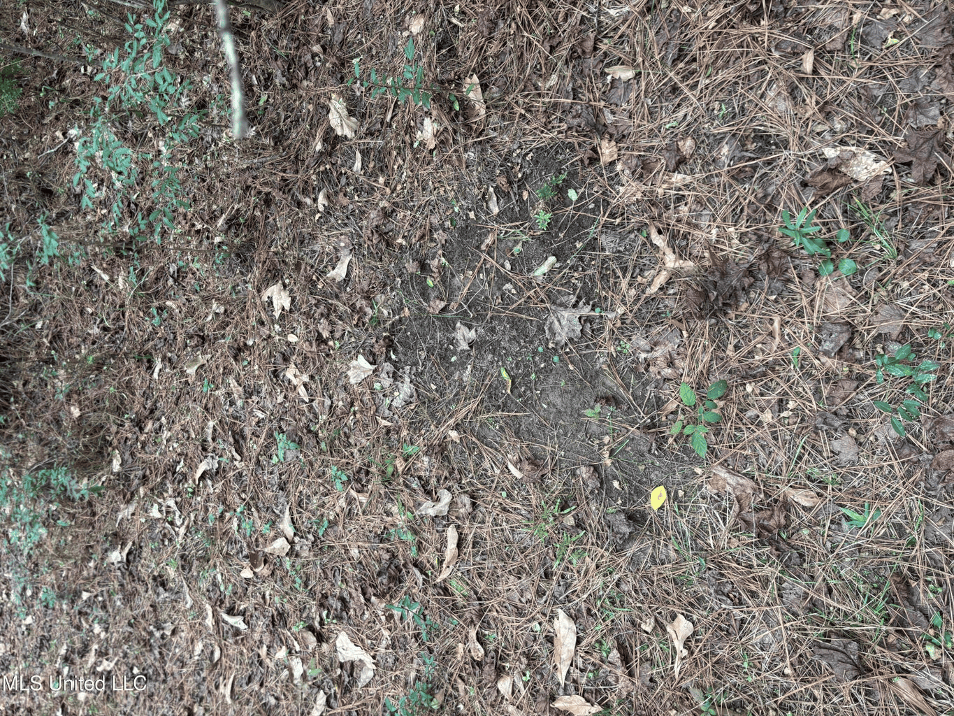 18 Acre Homesite in Magnolia, MS, Pike County