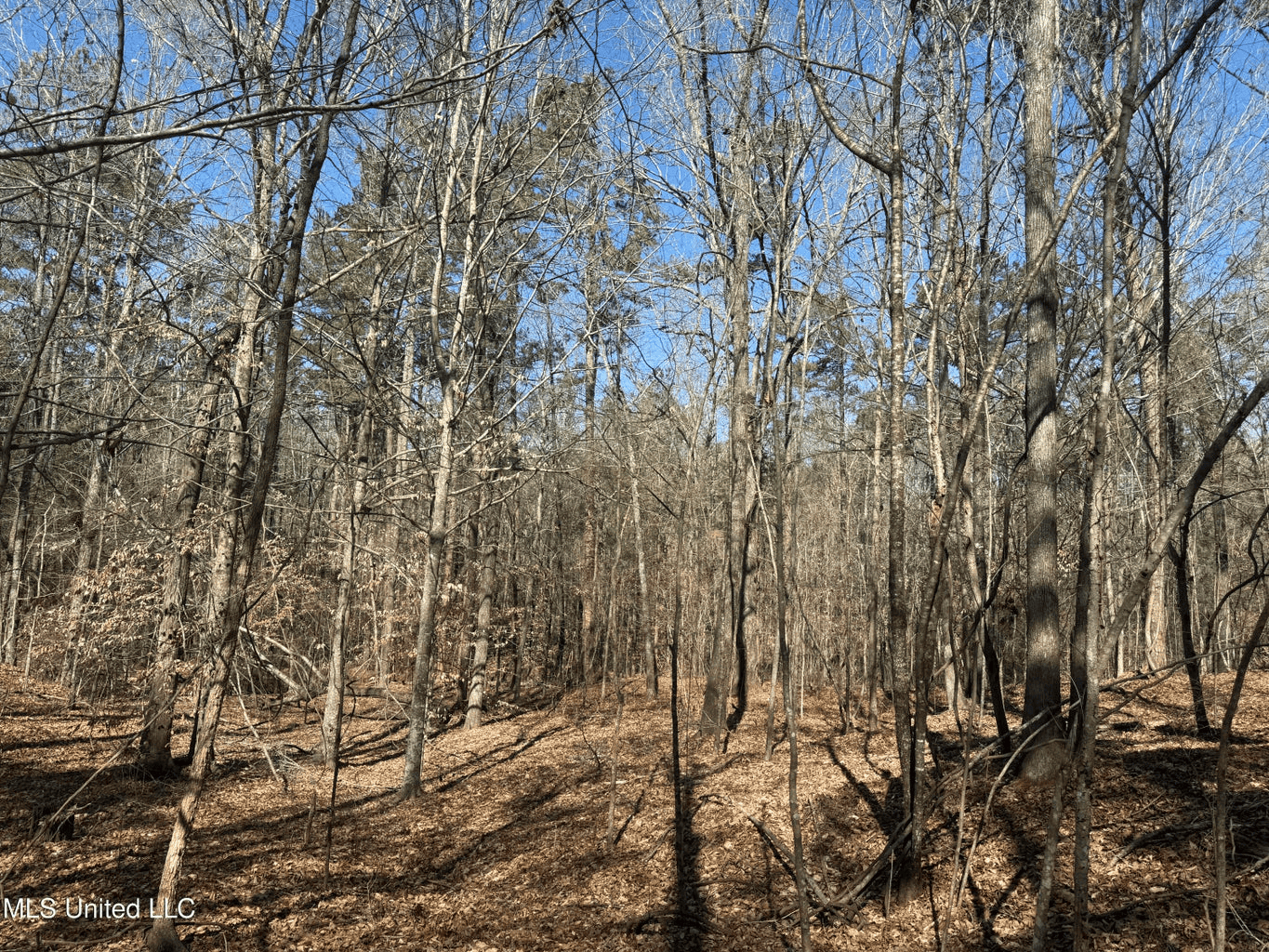 Hunting Land for Sale in Yalobusha County, MS
