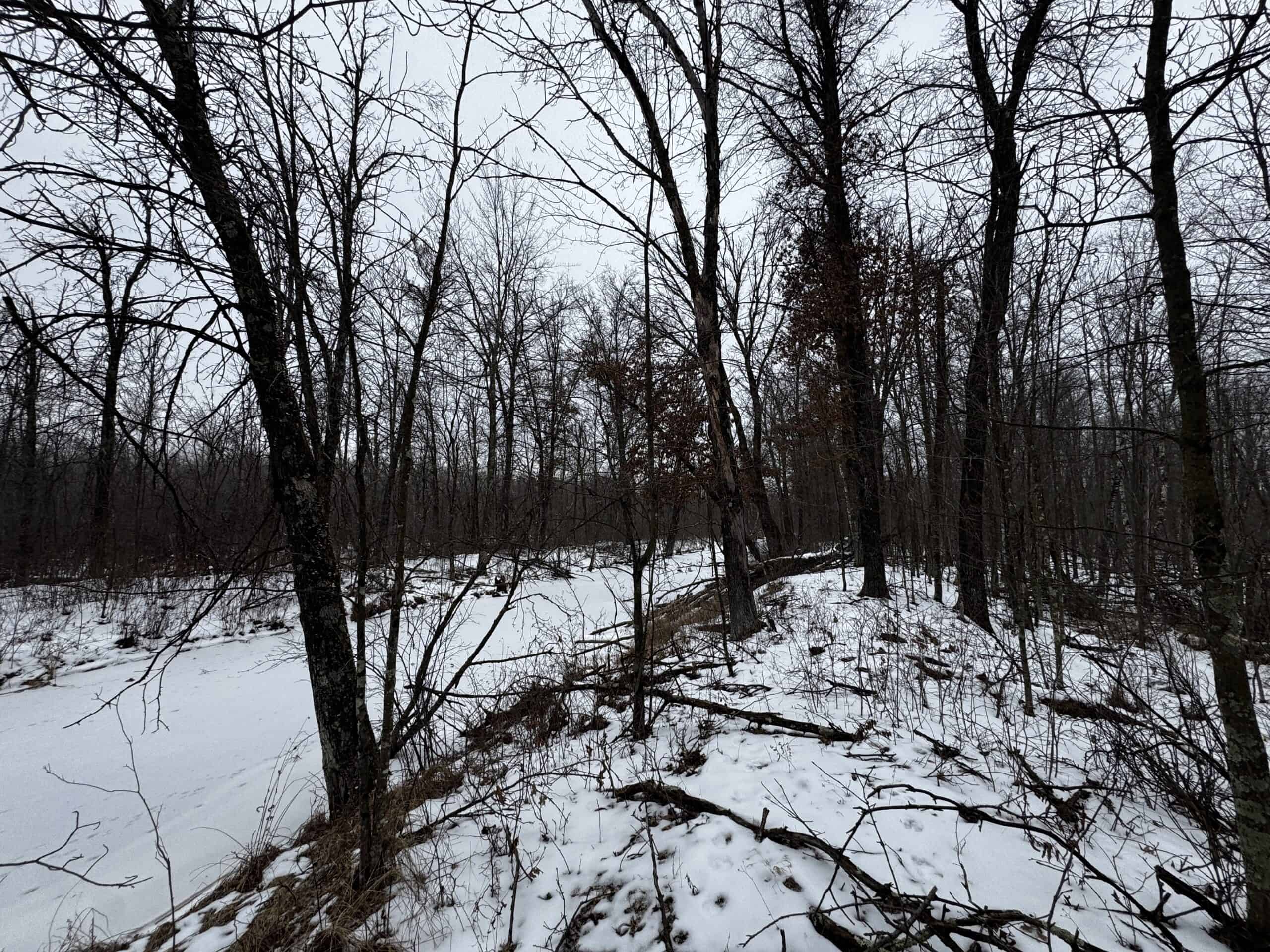 81.54± Acre Parcel in the Town of Clearfield, Juneau County
