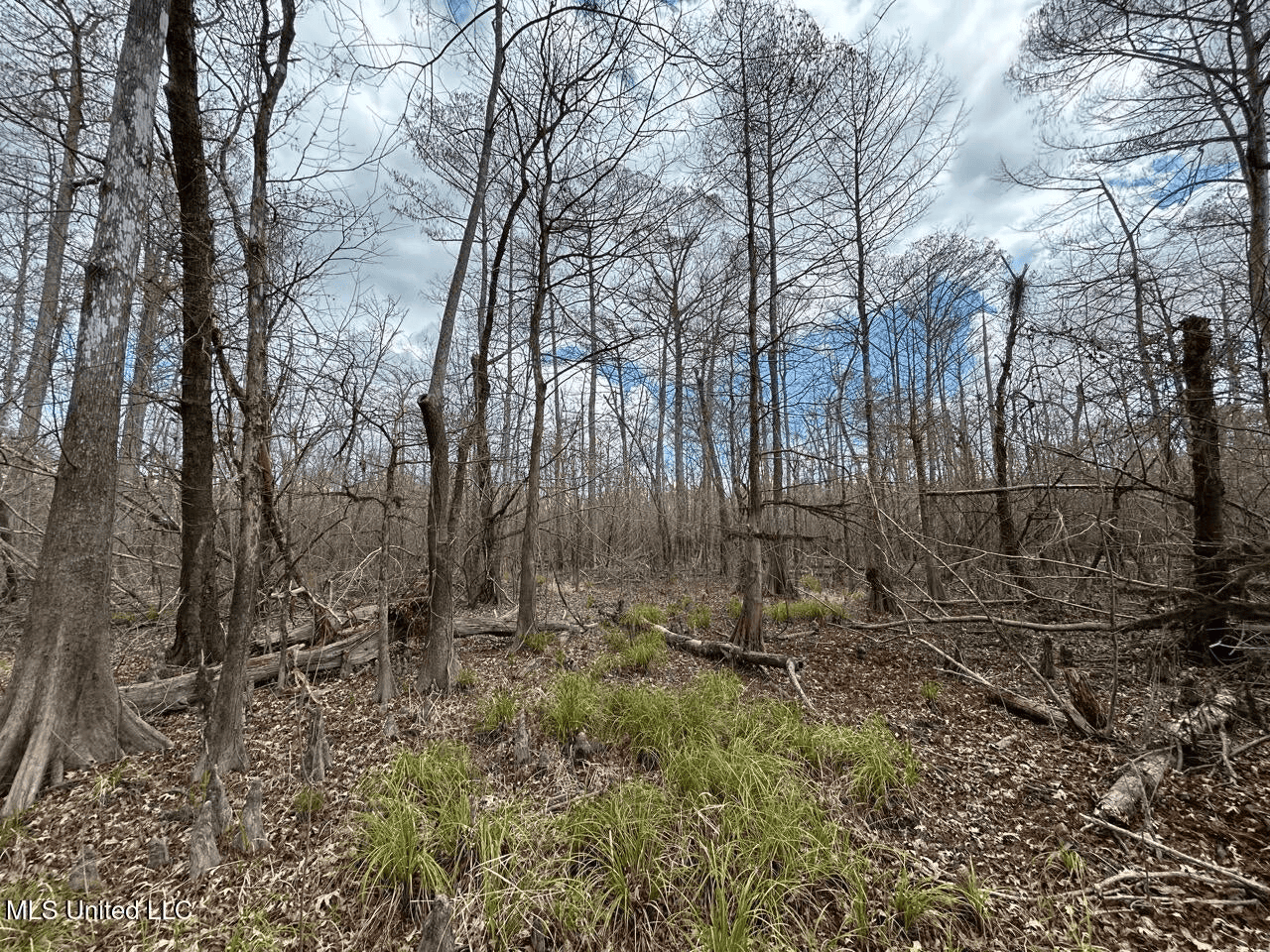 700 Acres in Allen Parish, Louisiana