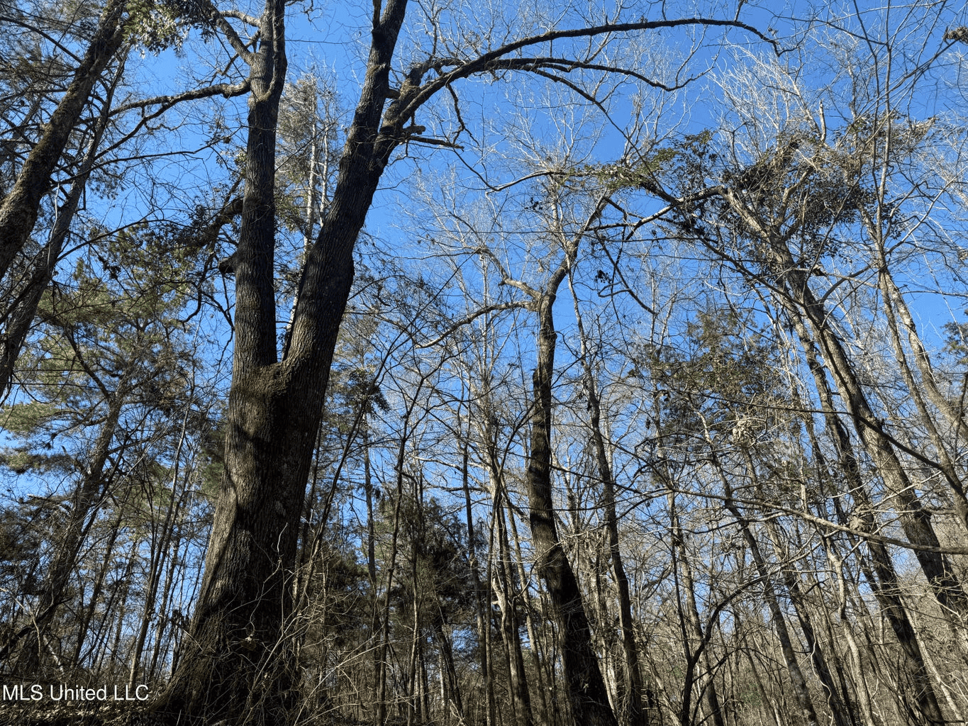 Hunting Land for Sale in Yalobusha County, MS