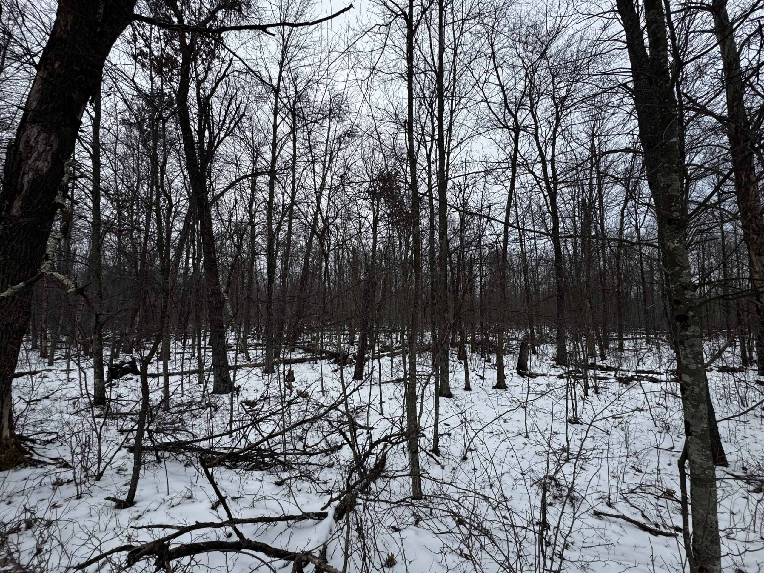 81.54± Acre Parcel in the Town of Clearfield, Juneau County