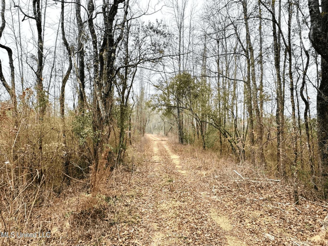 Hunting & Homesite Land Near Tylertown, MS