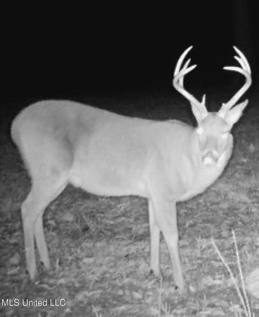 220 Acres South MS Hunting Tract with Camp/Homesite