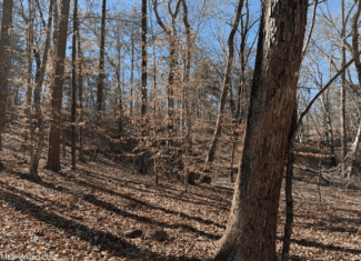 Hunting Land for Sale in Yalobusha County, MS
