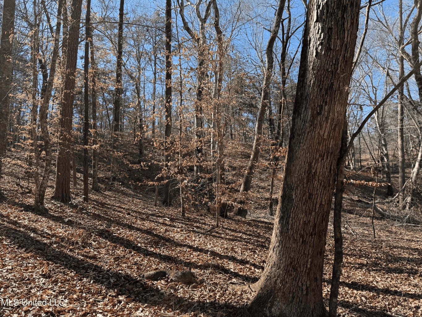 Hunting Land for Sale in Yalobusha County, MS
