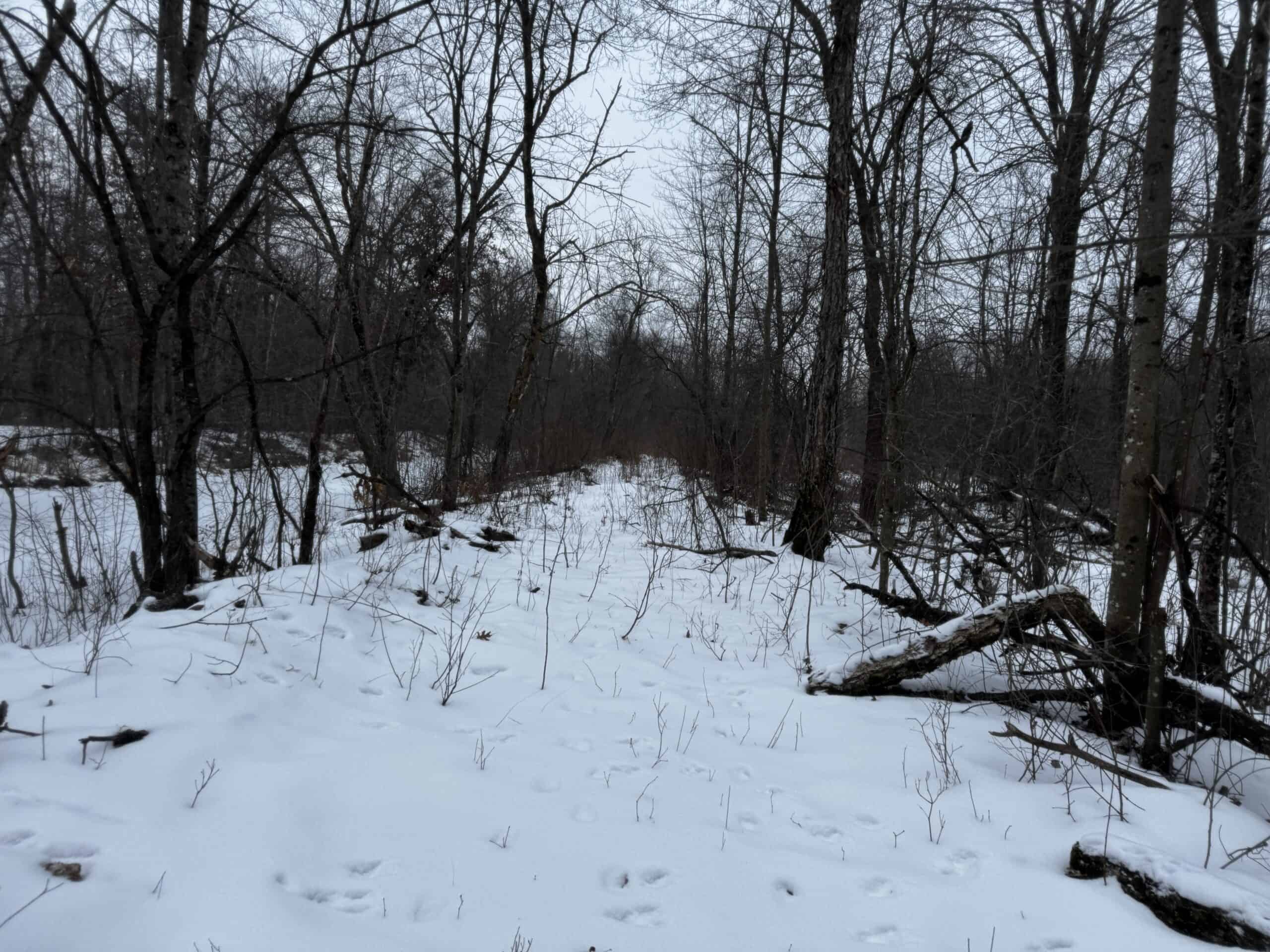 81.54± Acre Parcel in the Town of Clearfield, Juneau County
