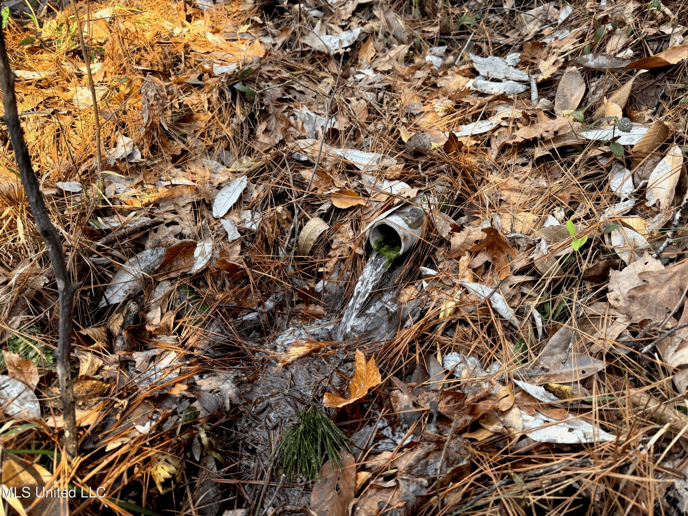 South MS Camp and Land Bordering the National Forest