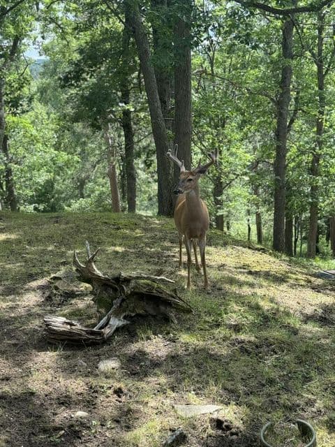 Private Canada Creek Ranch Cabin with Bunkhouse; Premier Hunting; Fishing