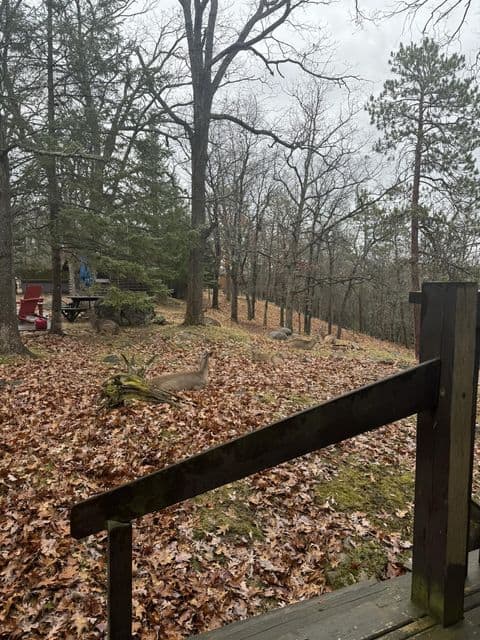 Private Canada Creek Ranch Cabin with Bunkhouse; Premier Hunting; Fishing