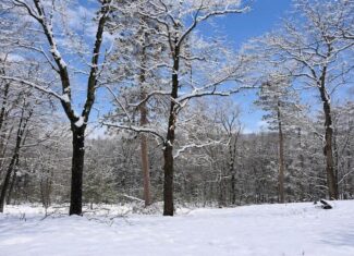 Private Canada Creek Ranch Cabin with Bunkhouse; Premier Hunting; Fishing