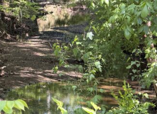 LAND FOR SALE IN TN, 19 AC, TILLABLE, CREEK, BUILDING SITE