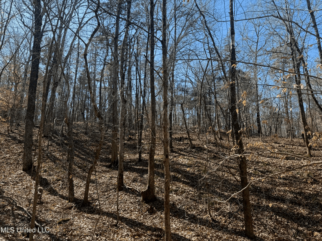 Hunting Land for Sale in Yalobusha County, MS