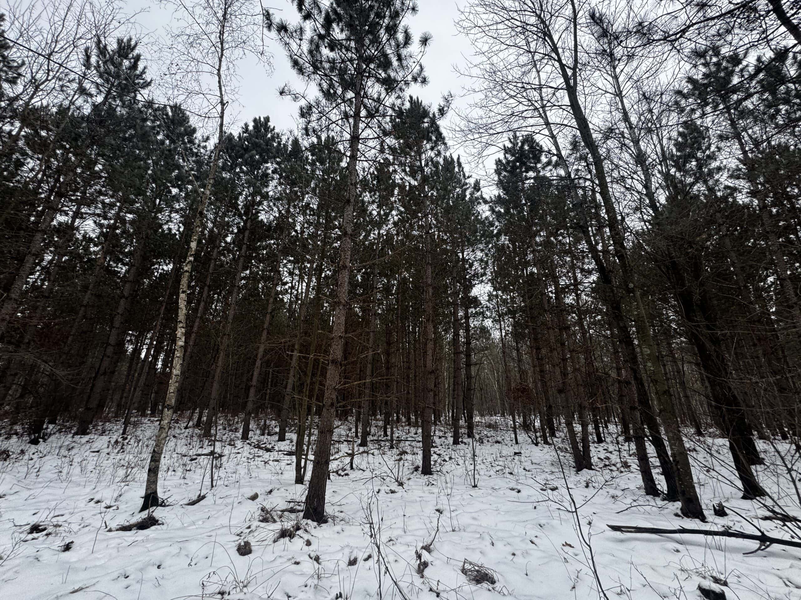 81.64± Acre Parcel in the Town of Clearfield, Juneau County