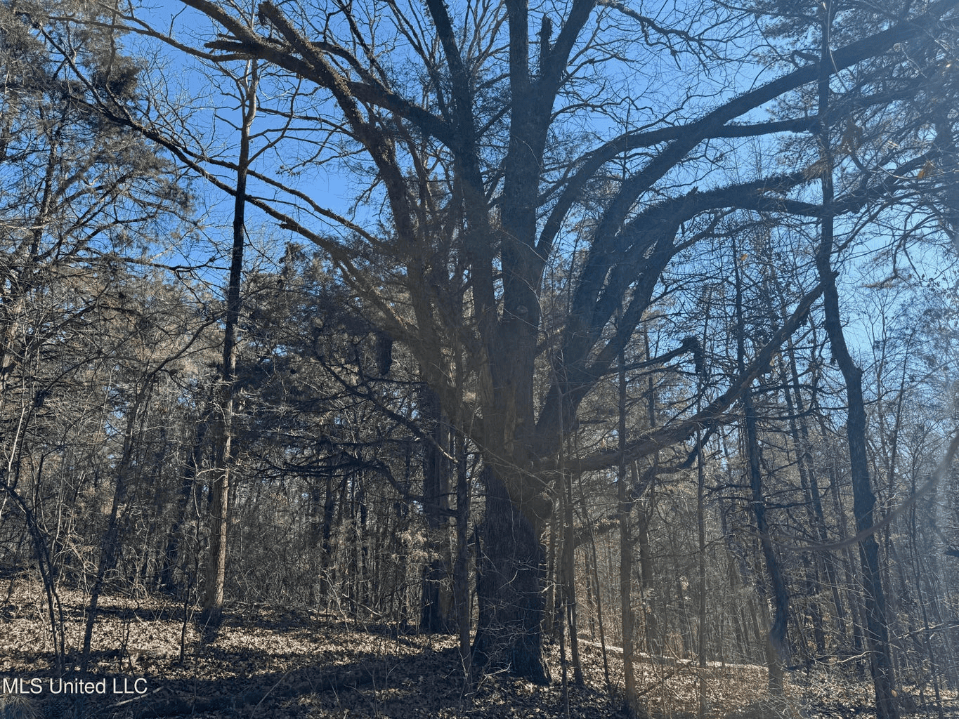 Hunting Land for Sale in Yalobusha County, MS