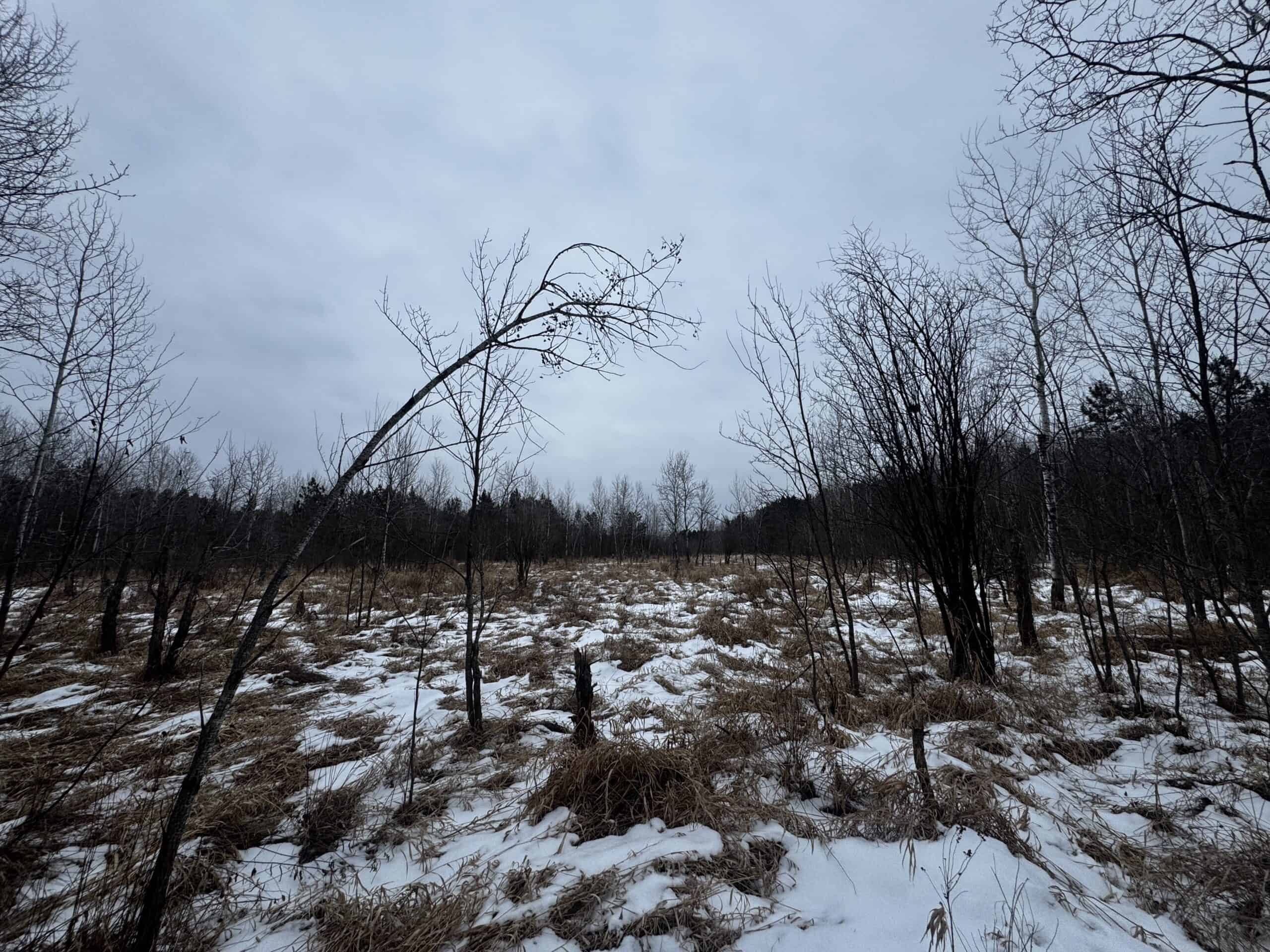 81.64± Acre Parcel in the Town of Clearfield, Juneau County