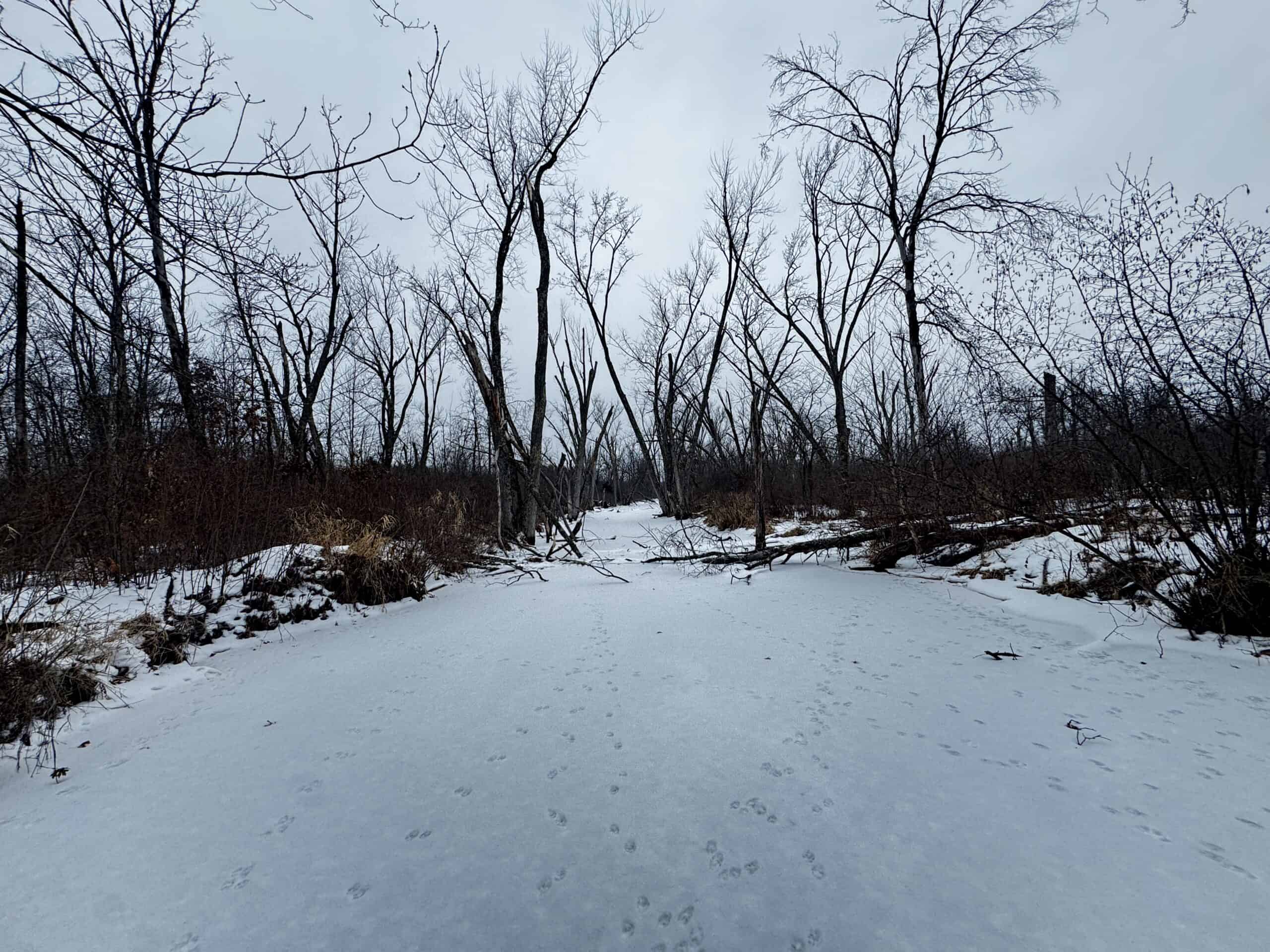 81.54± Acre Parcel in the Town of Clearfield, Juneau County