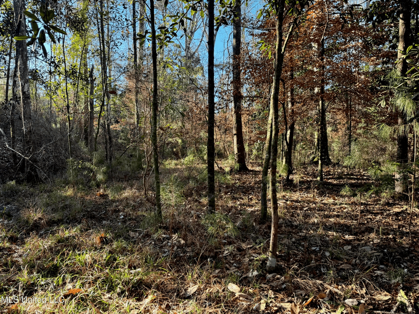 South MS Camp and Land Bordering the National Forest