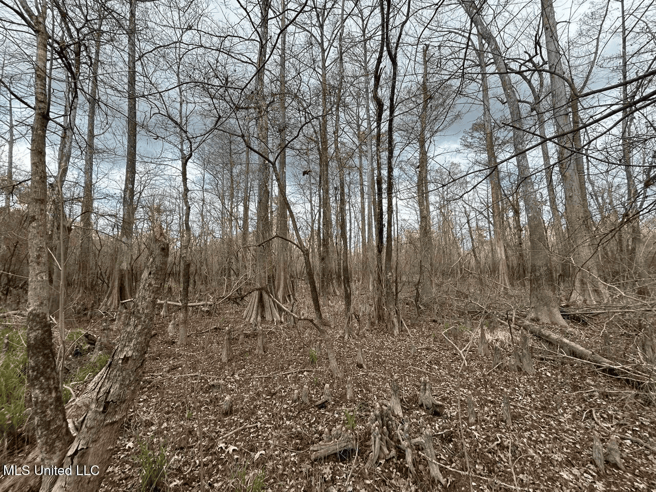 700 Acres in Allen Parish, Louisiana