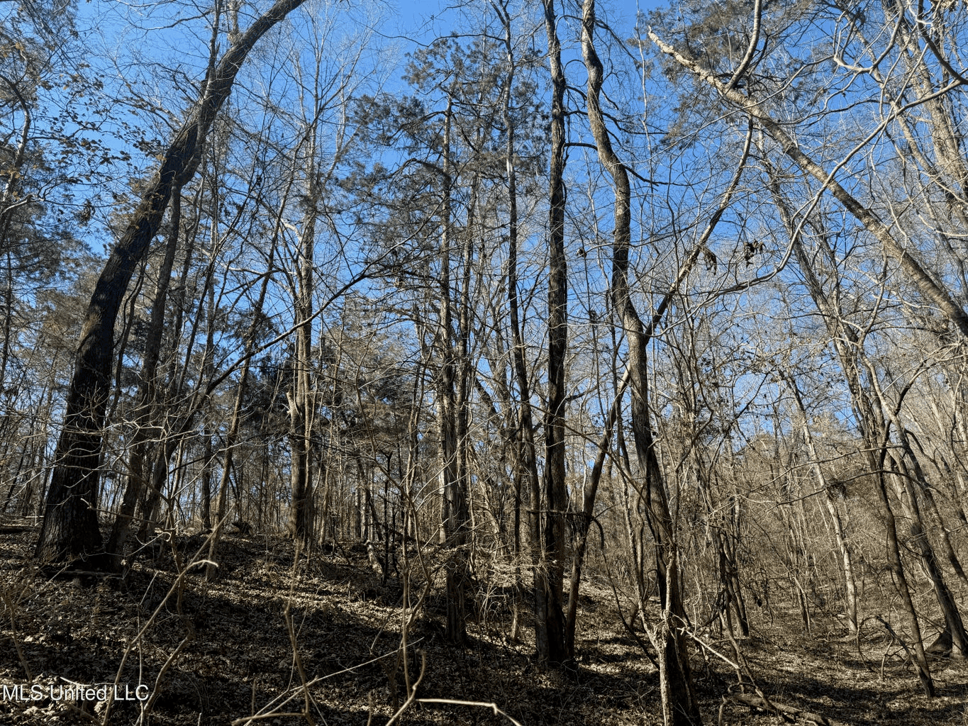 Hunting Land for Sale in Yalobusha County, MS