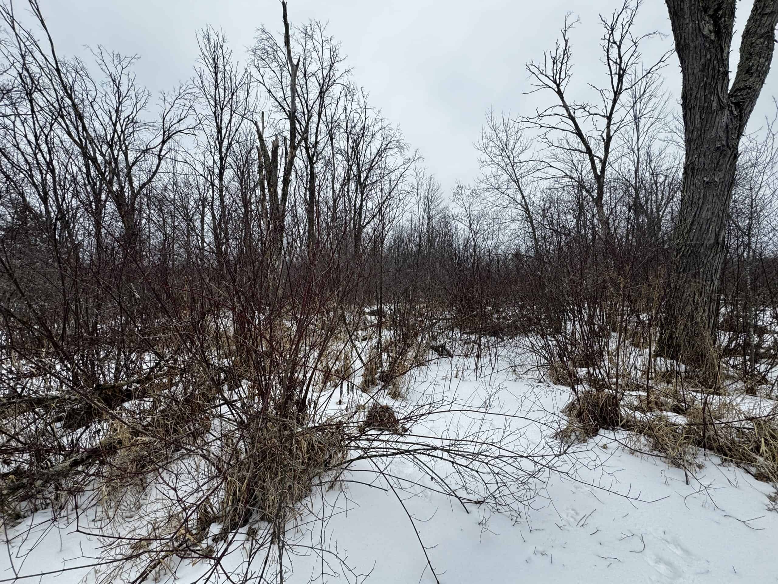 81.54± Acre Parcel in the Town of Clearfield, Juneau County