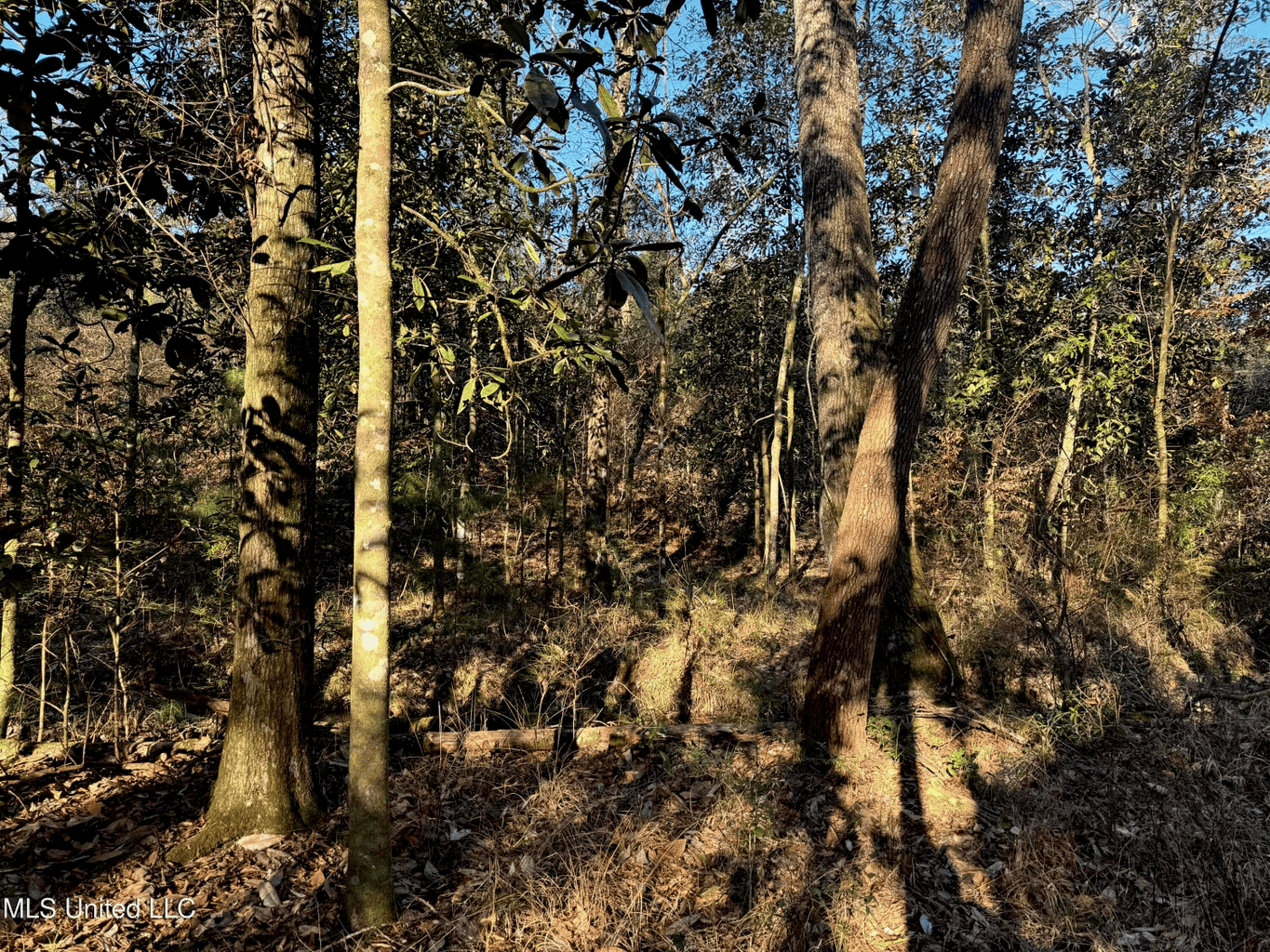 South MS Camp and Land Bordering the National Forest